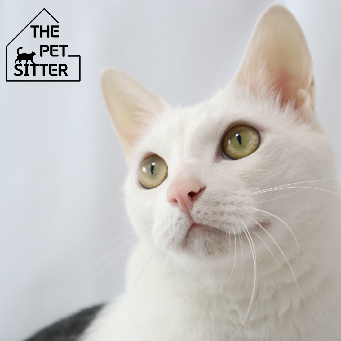 더 펫시터 대표 이미지