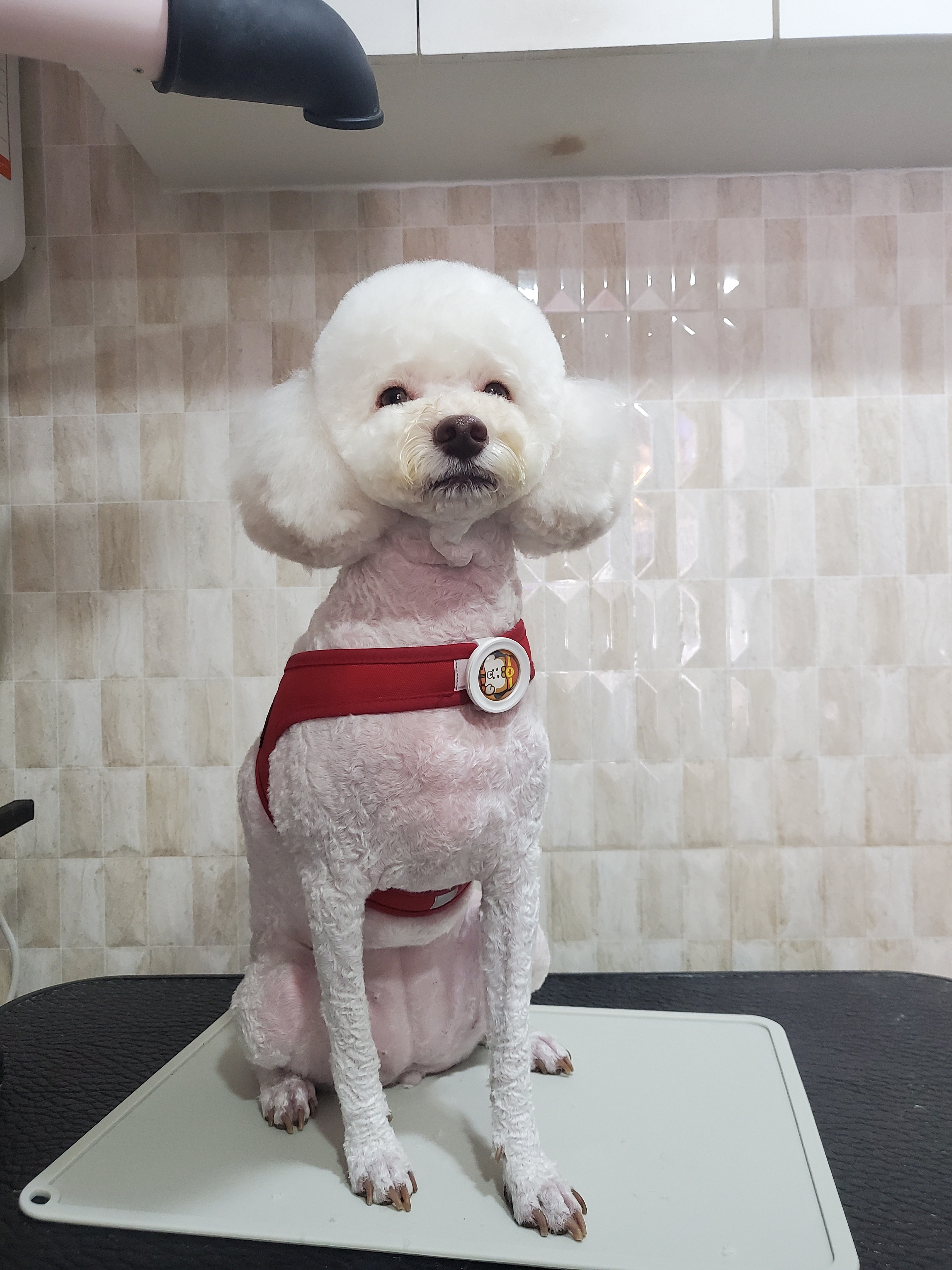 이발하개 대표 이미지