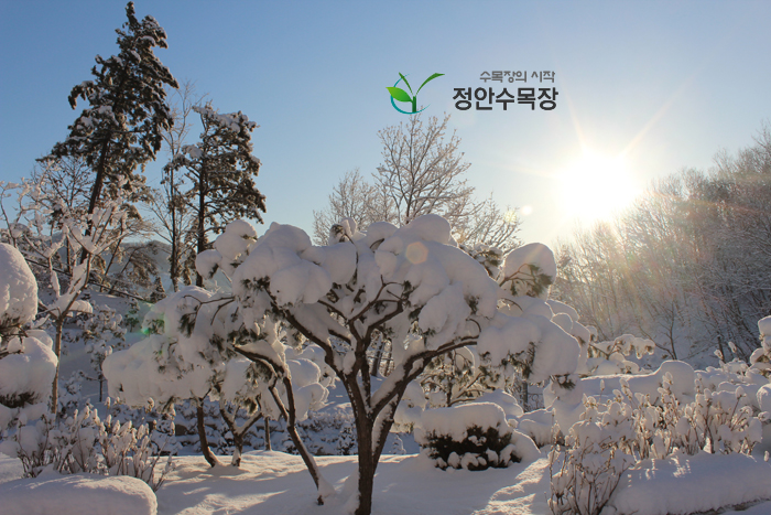 정안수목장