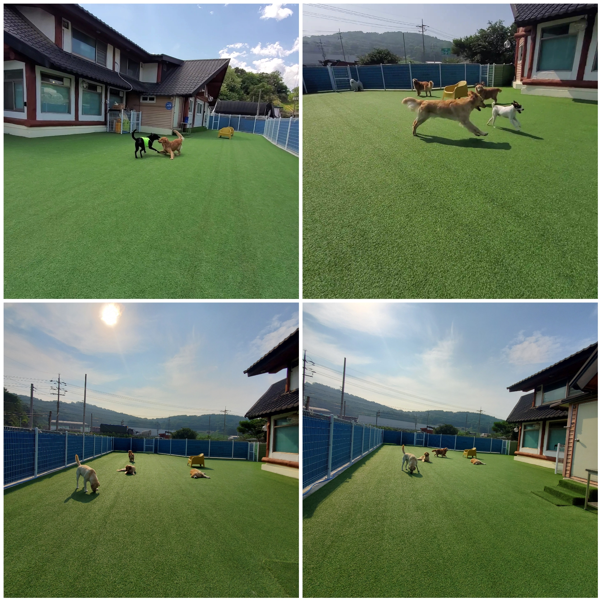 애견호텔 중독 대표 이미지