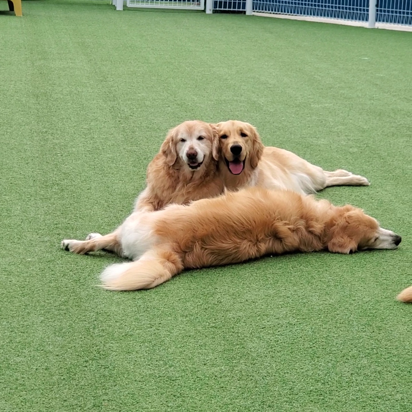 애견호텔 중독 대표 이미지