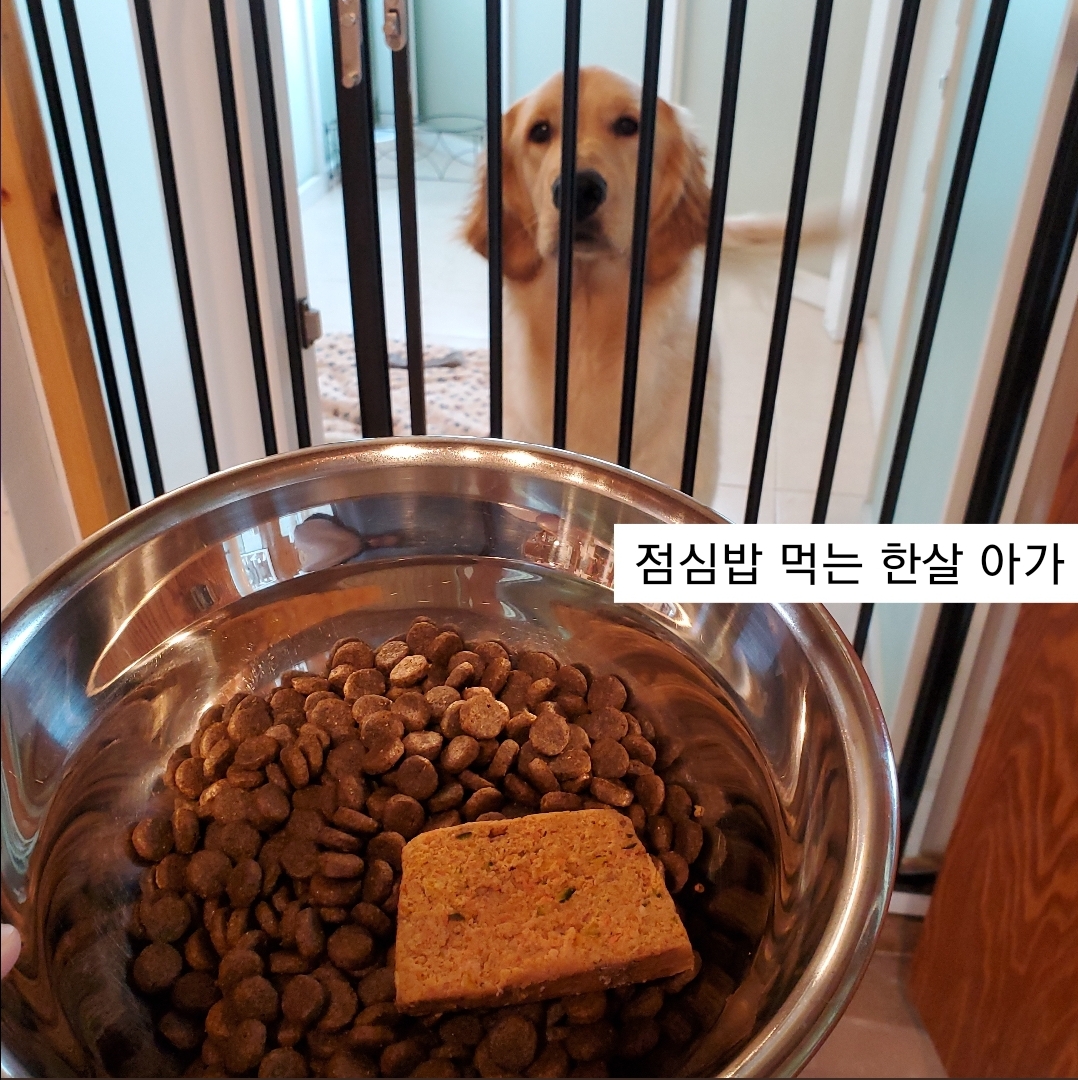 애견호텔 중독 대표 이미지