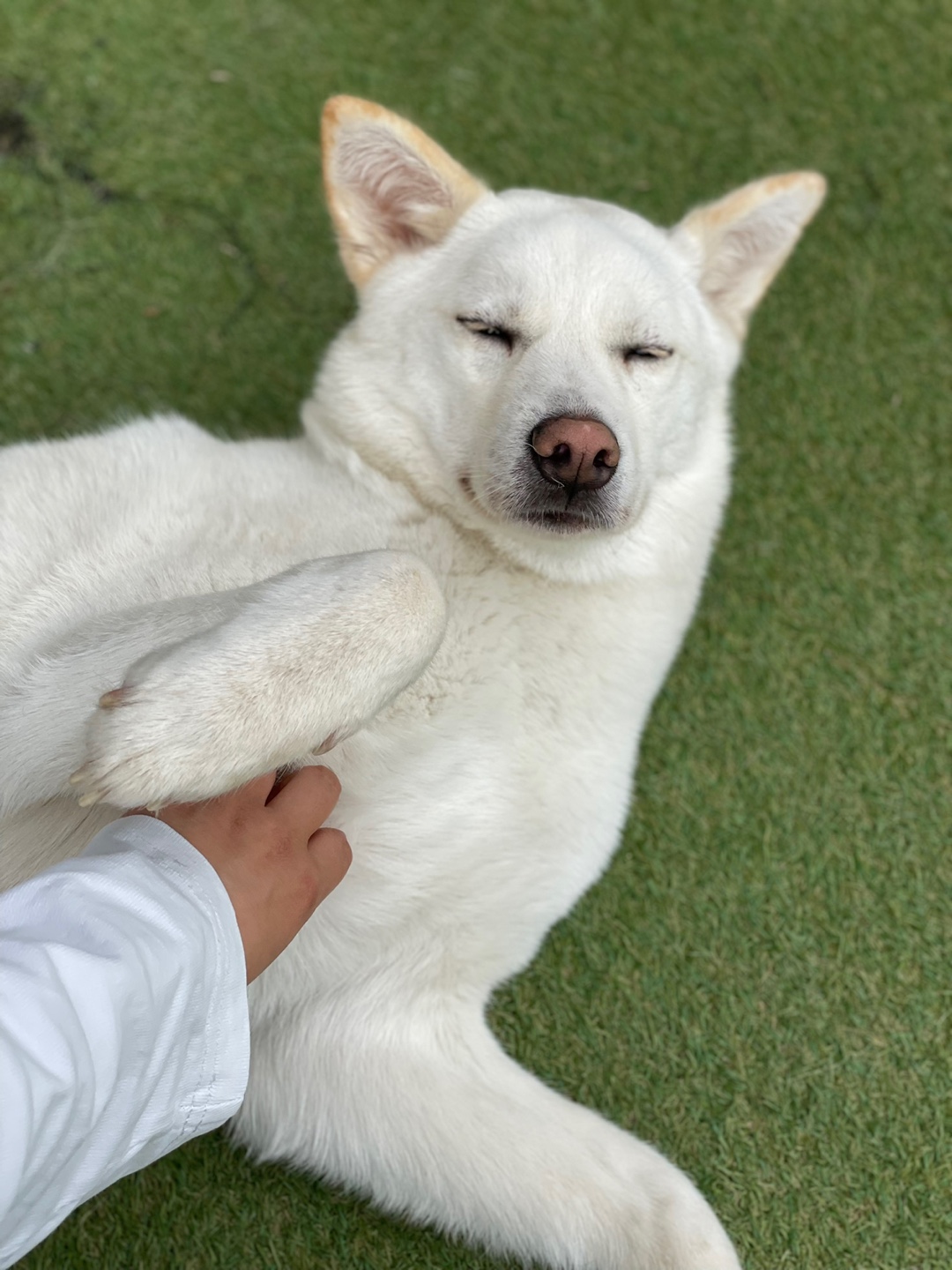 숙희네개집 경기 애견여행지