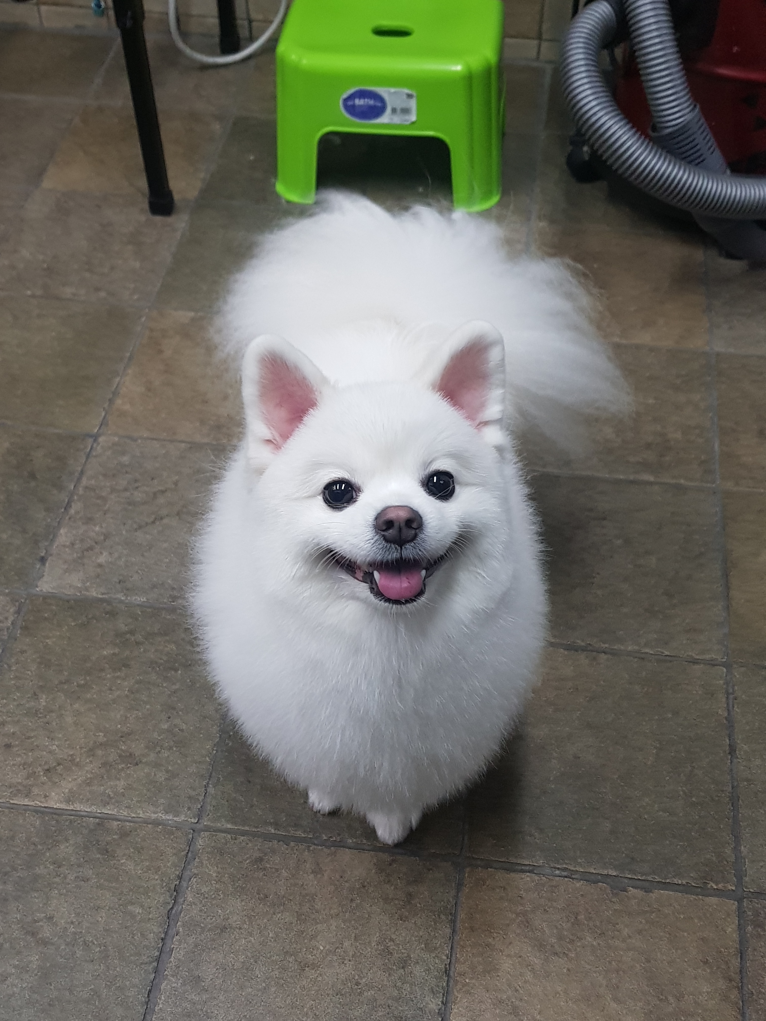 김쌤애견 대표 이미지