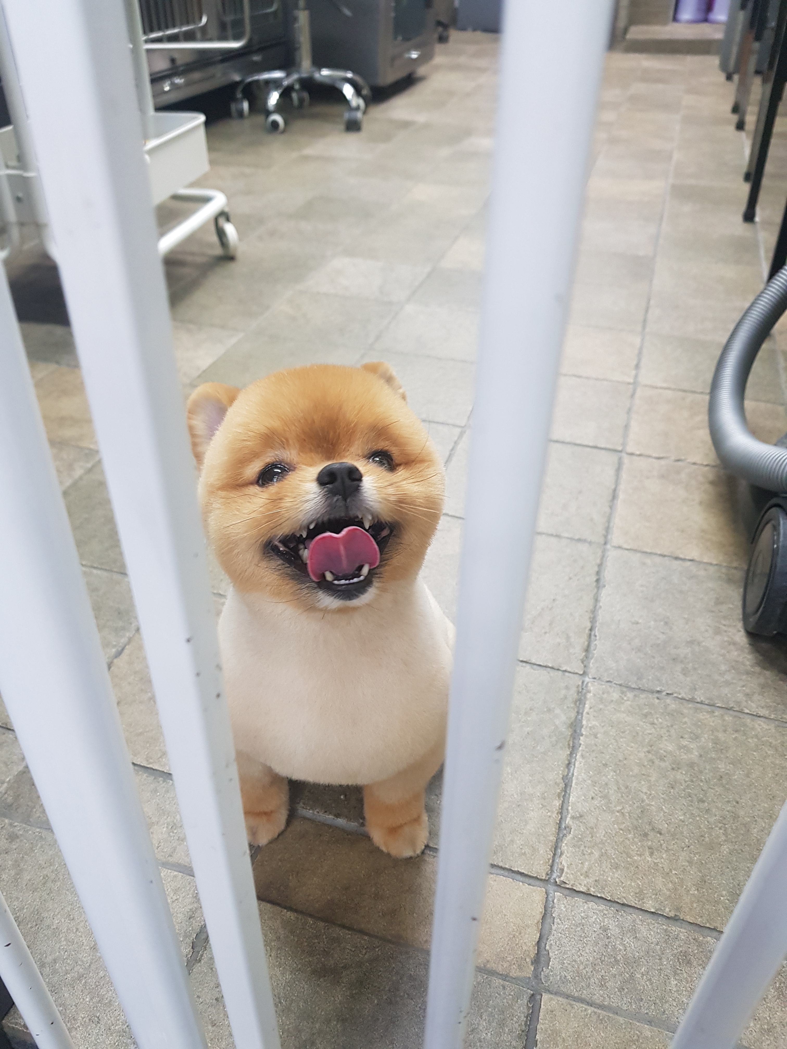 김쌤애견 대표 이미지