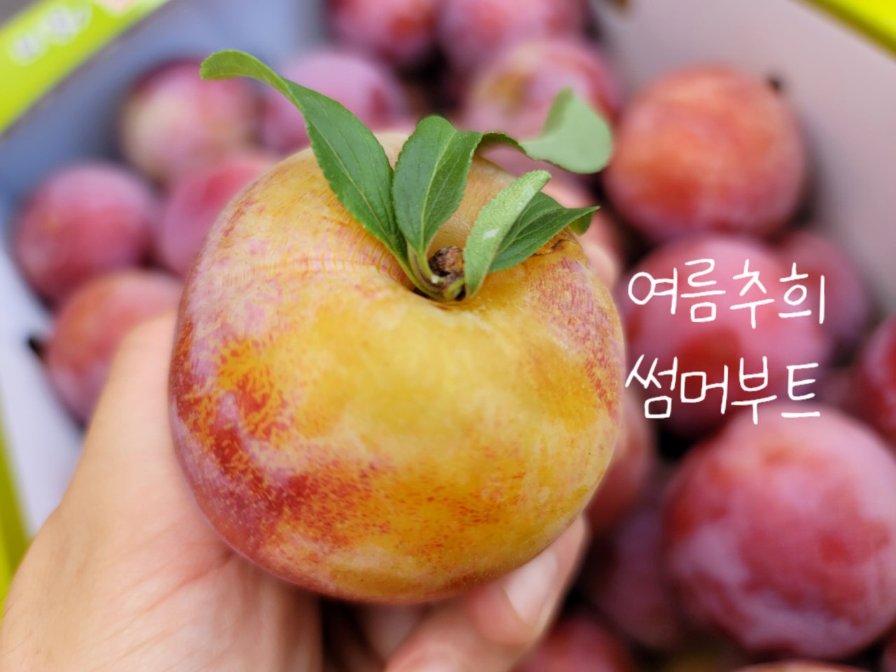 참사과봉숙이네