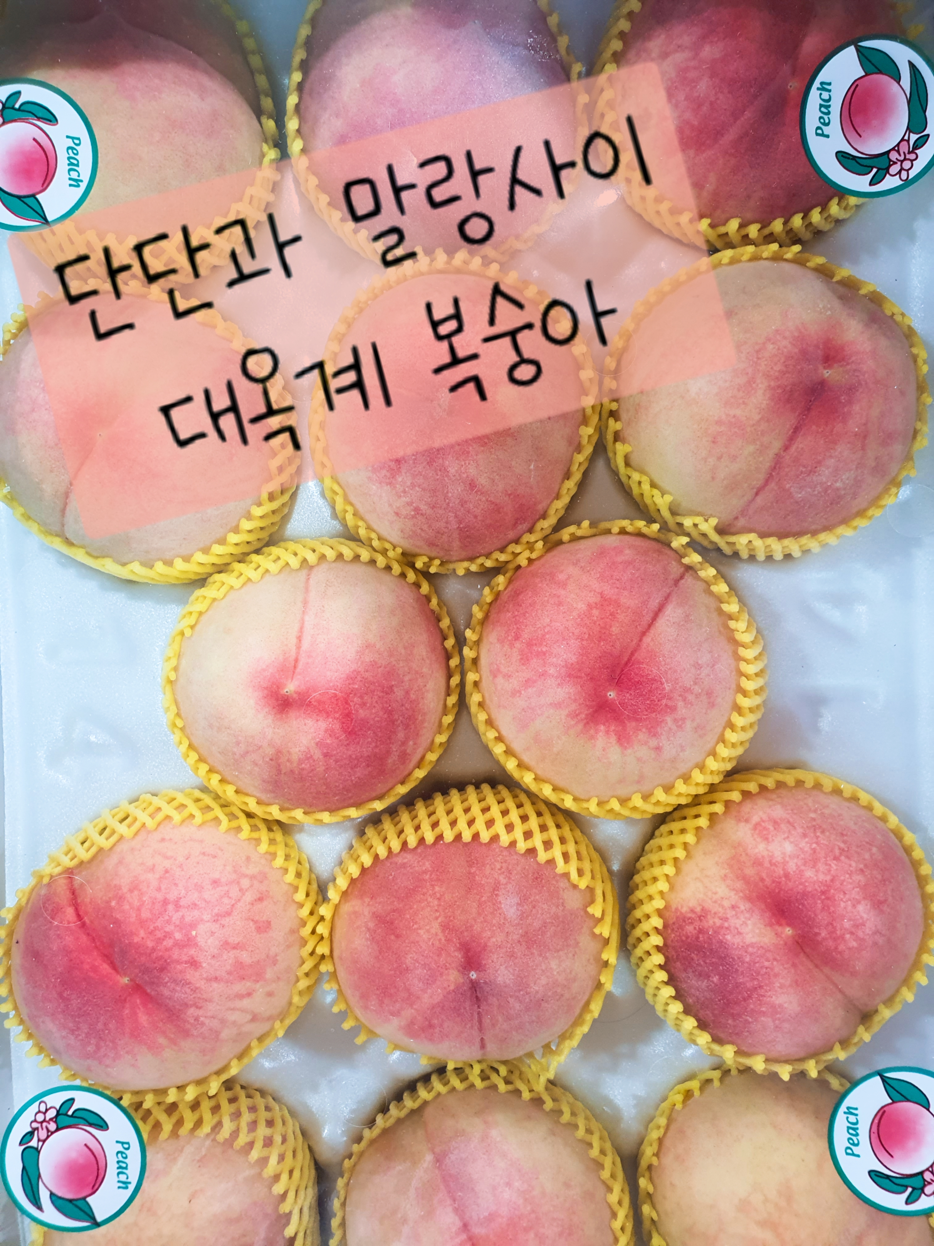 참사과봉숙이네