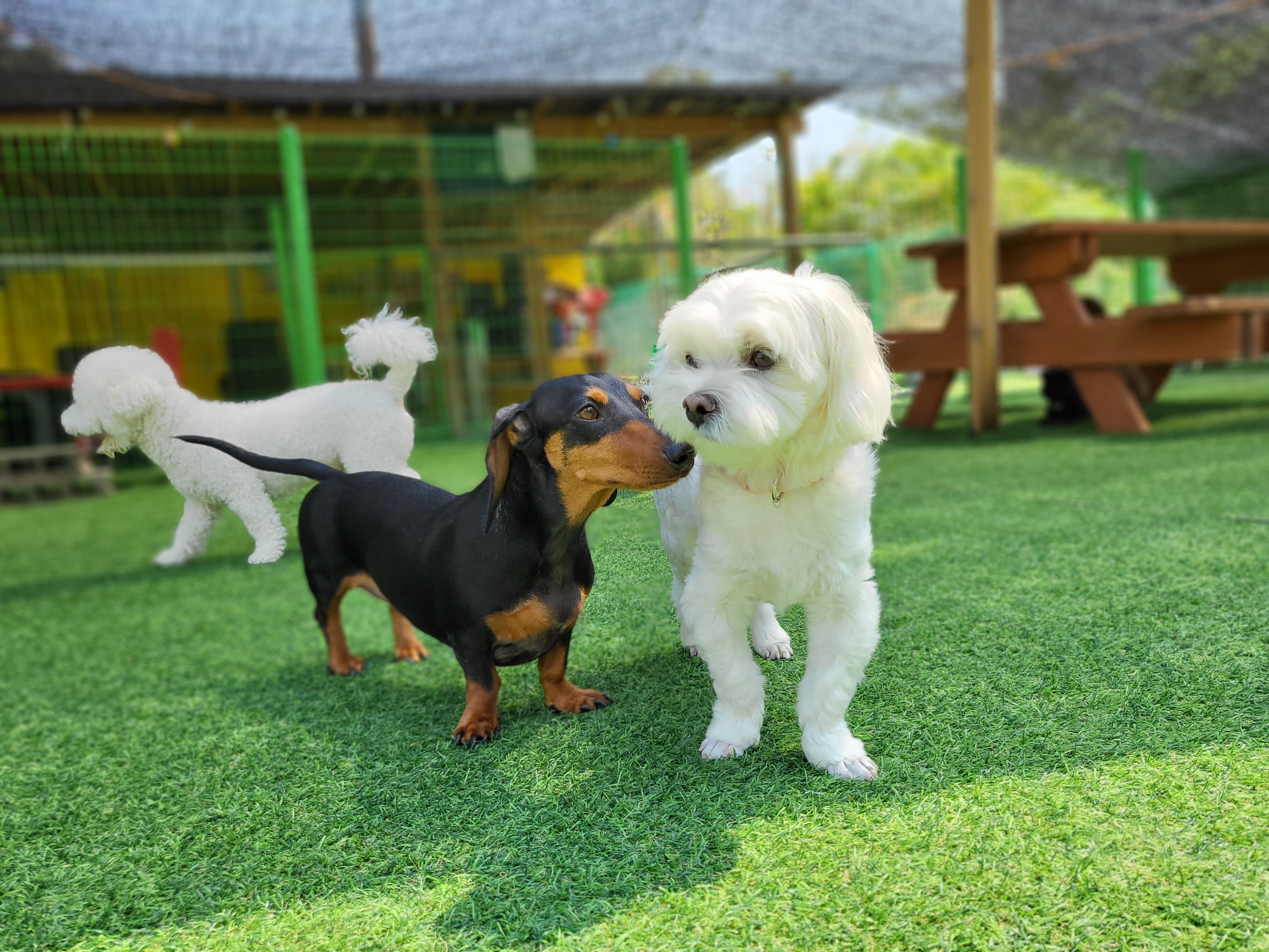 서당개 대표 이미지