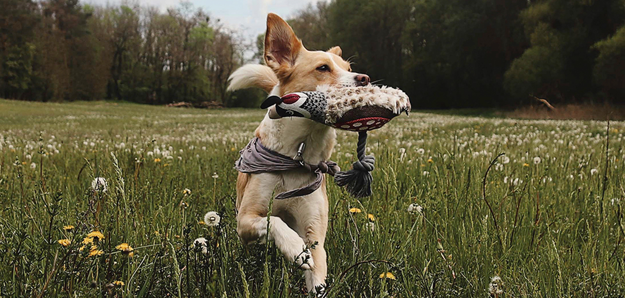 라로이 대표 이미지