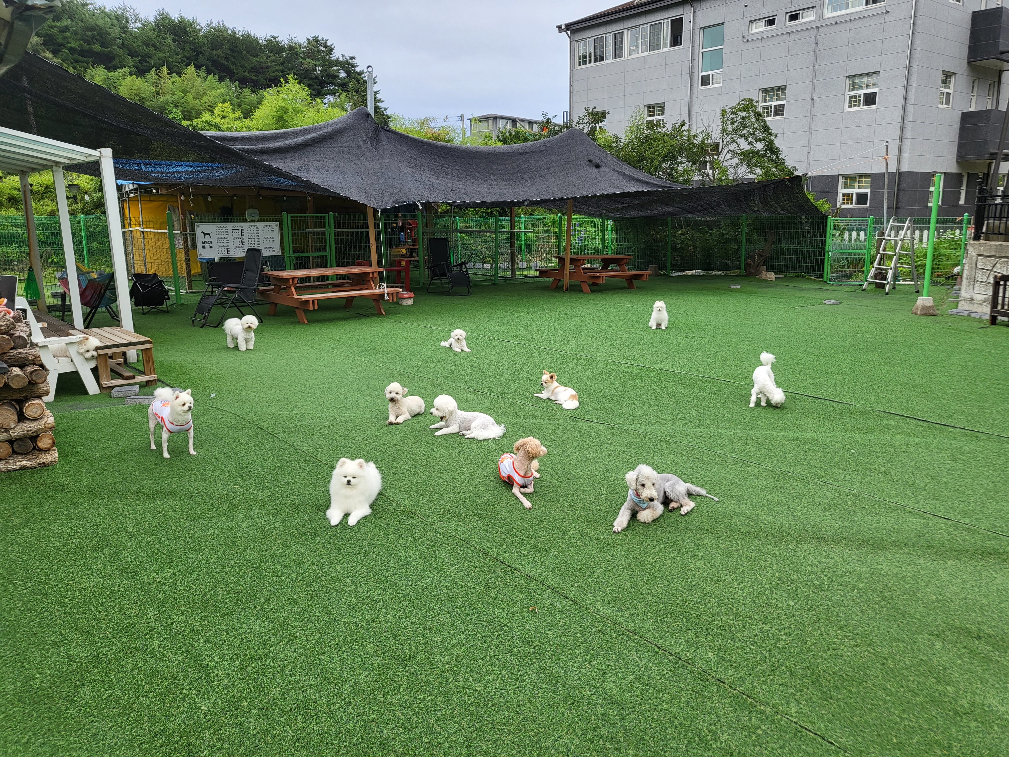 서당개 반려견 놀이터/호텔 대표 이미지
