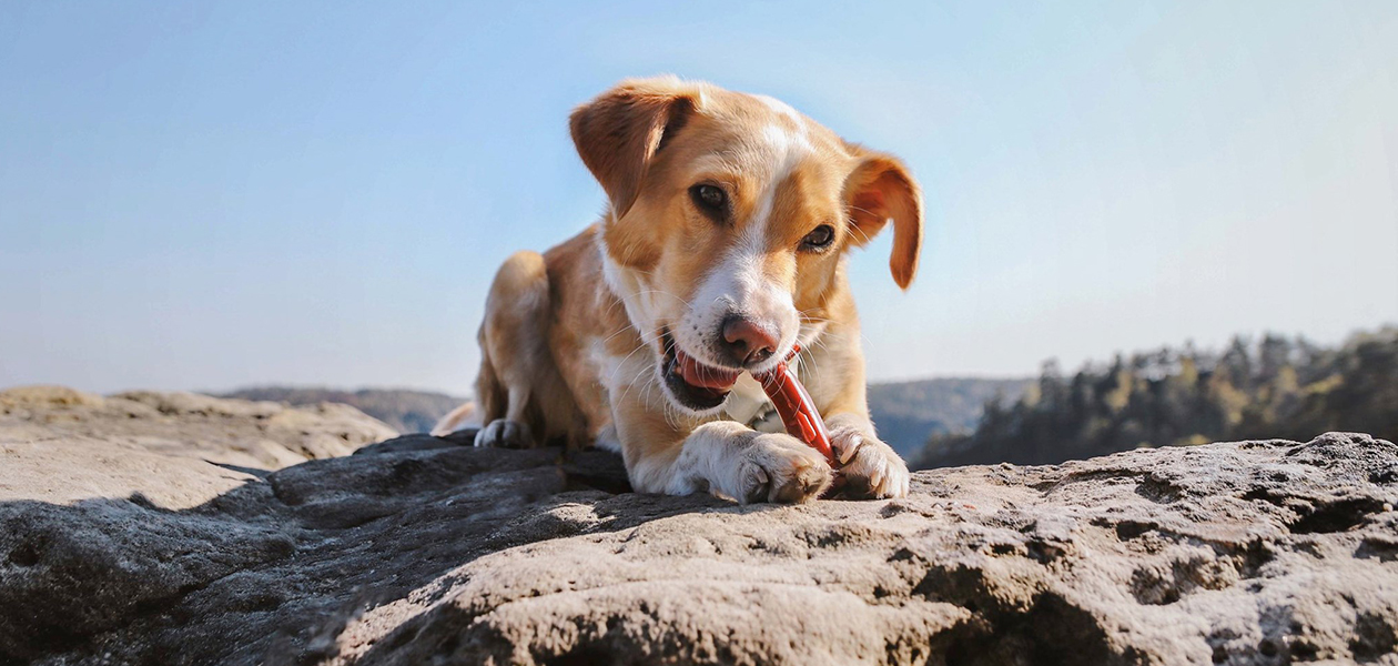 라로이 대표 이미지