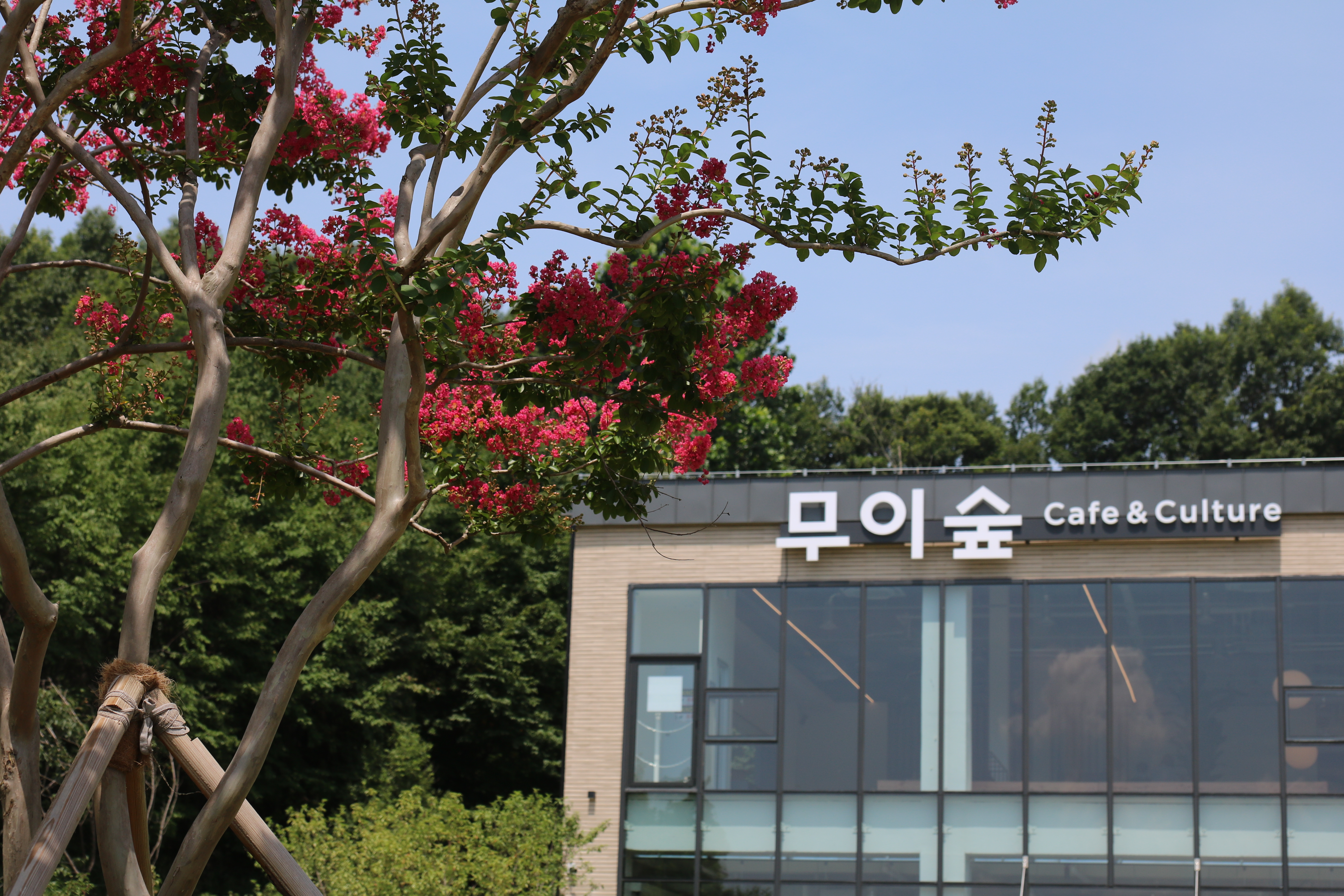 무이숲