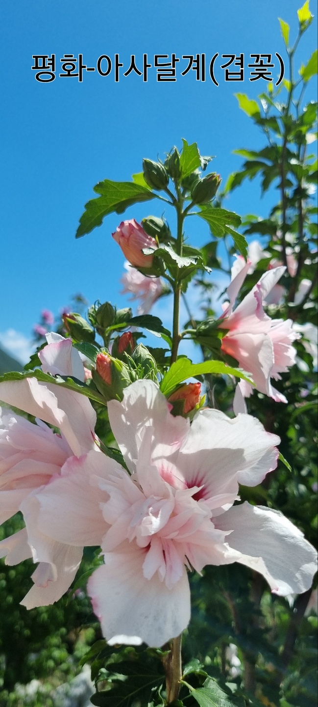 무궁화카페 대표 이미지