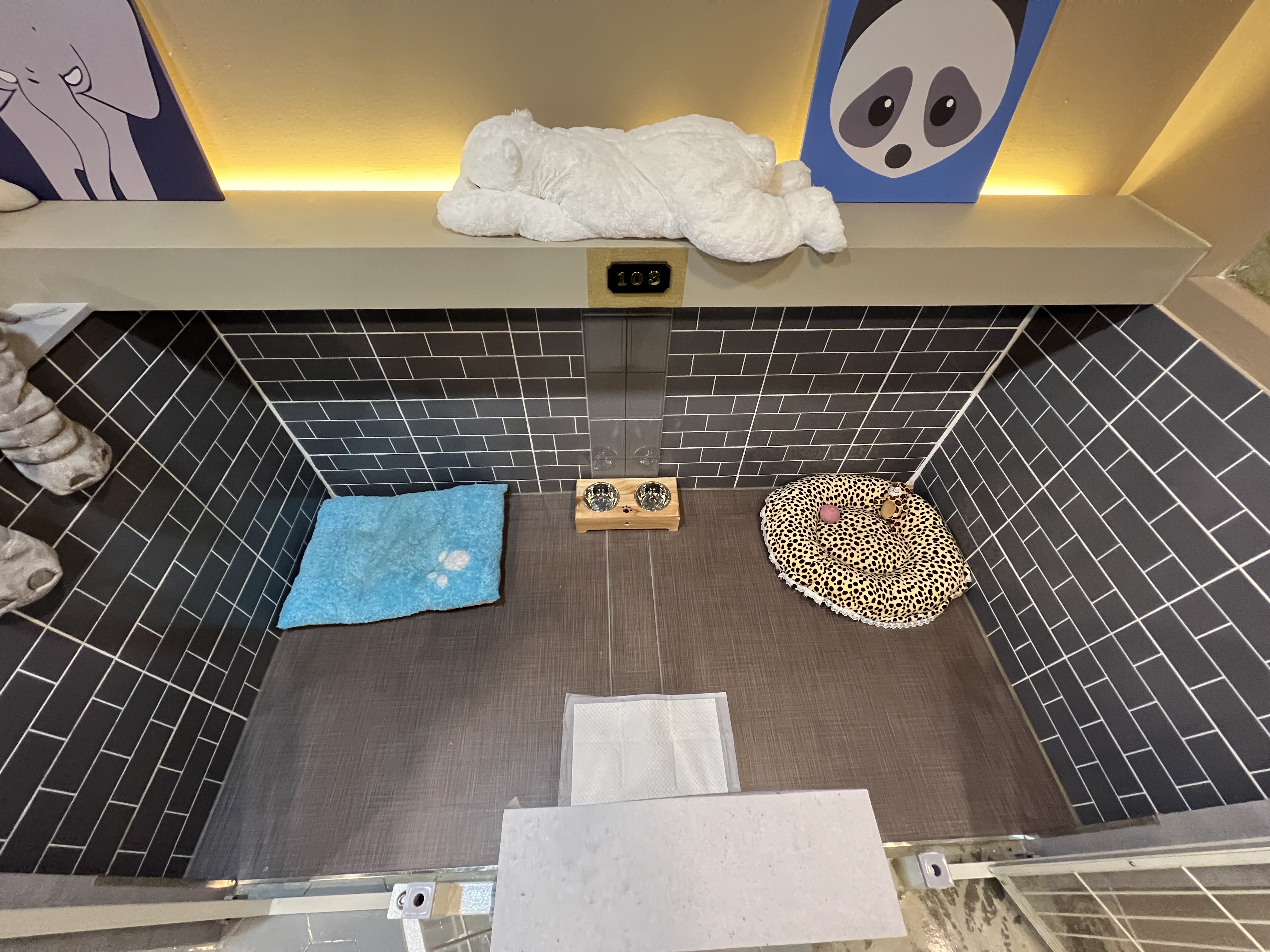 펫플러스 대표 이미지