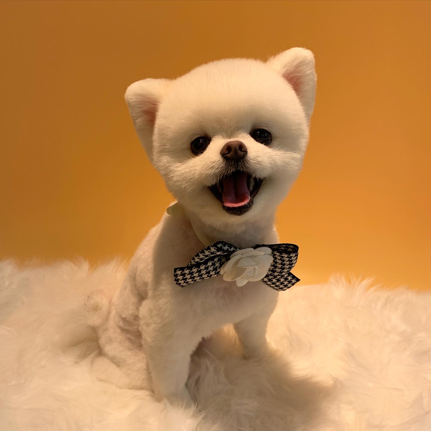 복댕이애견호텔 강원 애견숙소