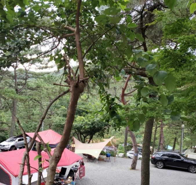 캠핑장 사진