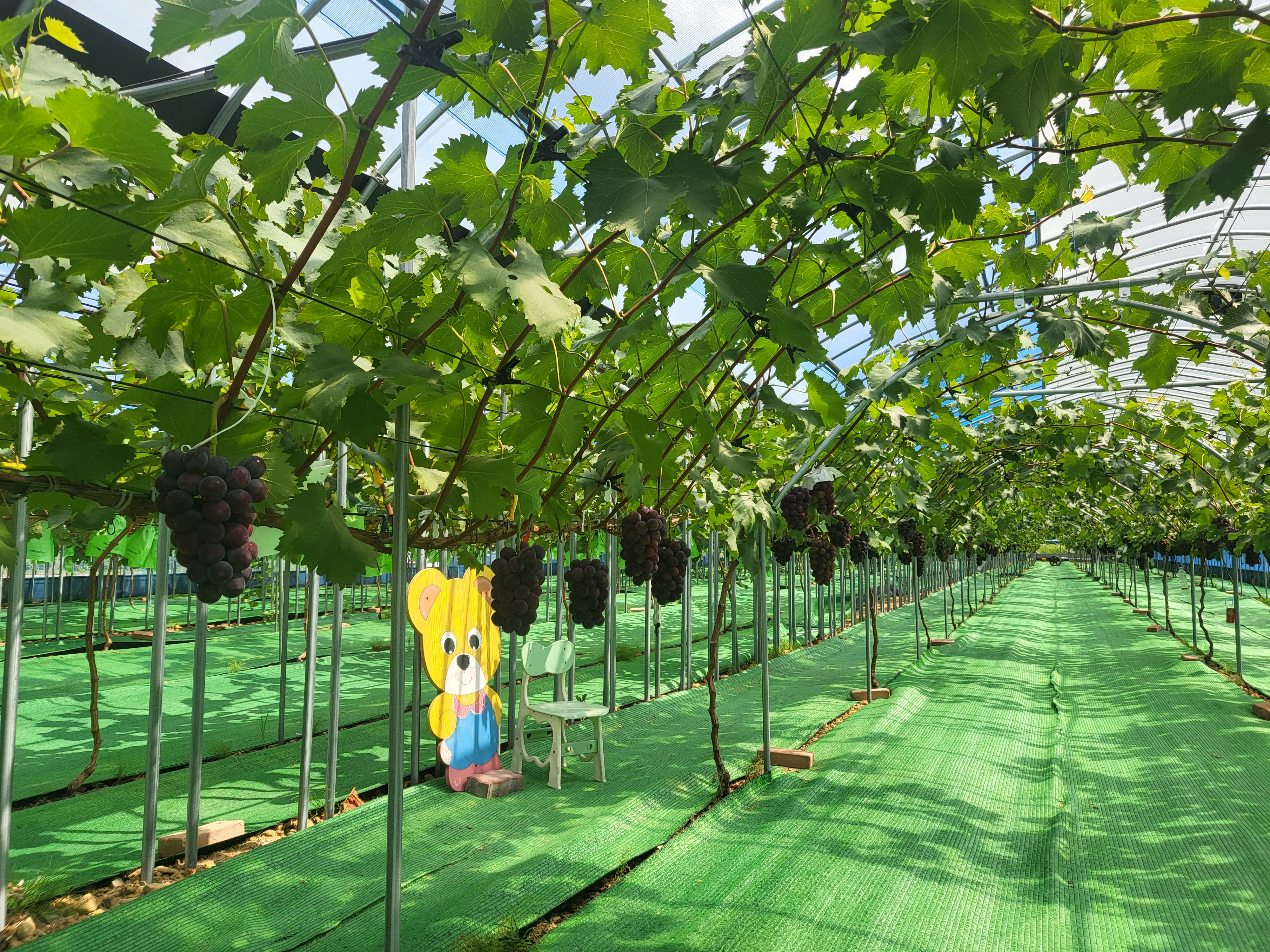 옥산숲포도농원