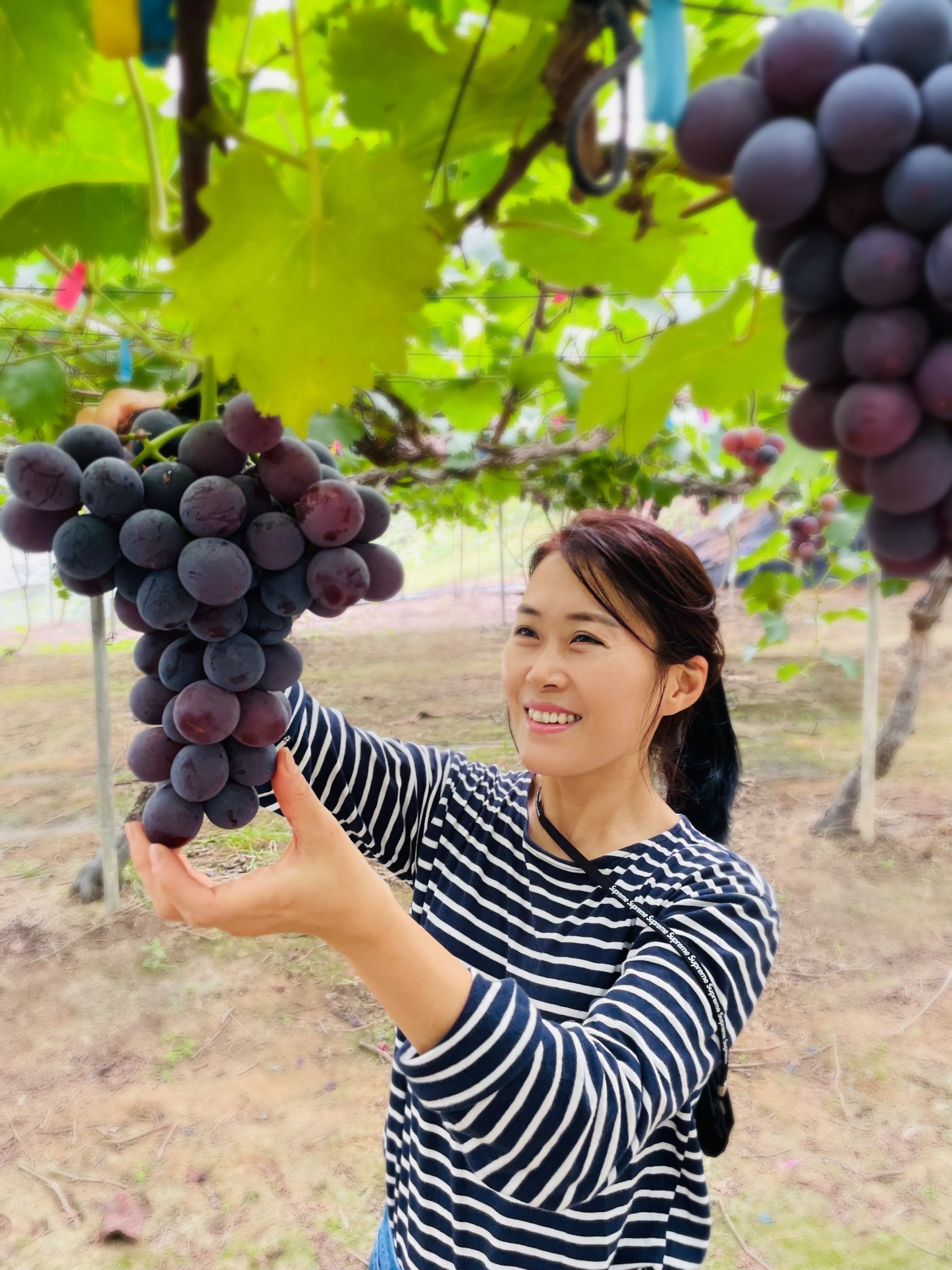 산포도원