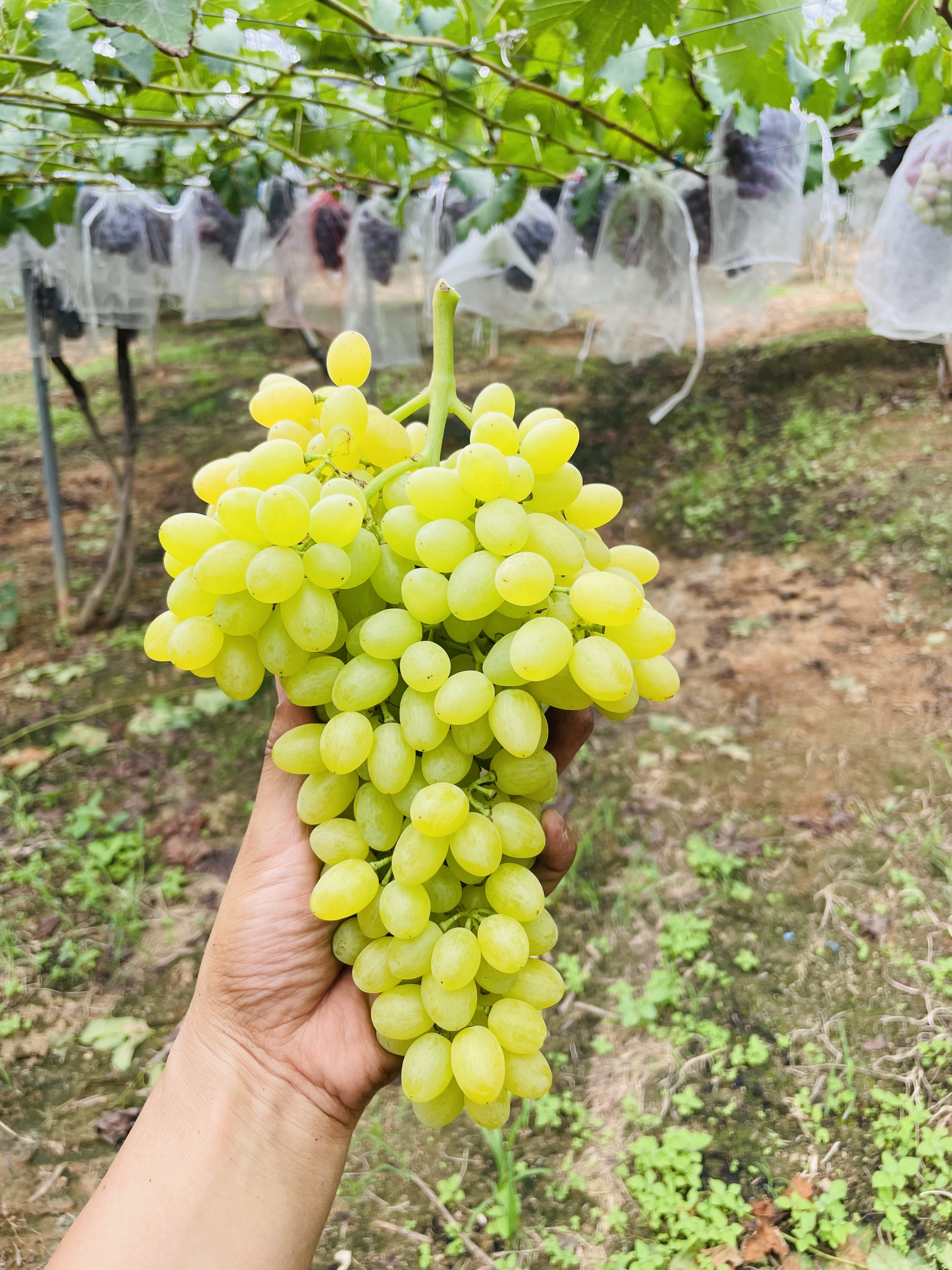 산포도원