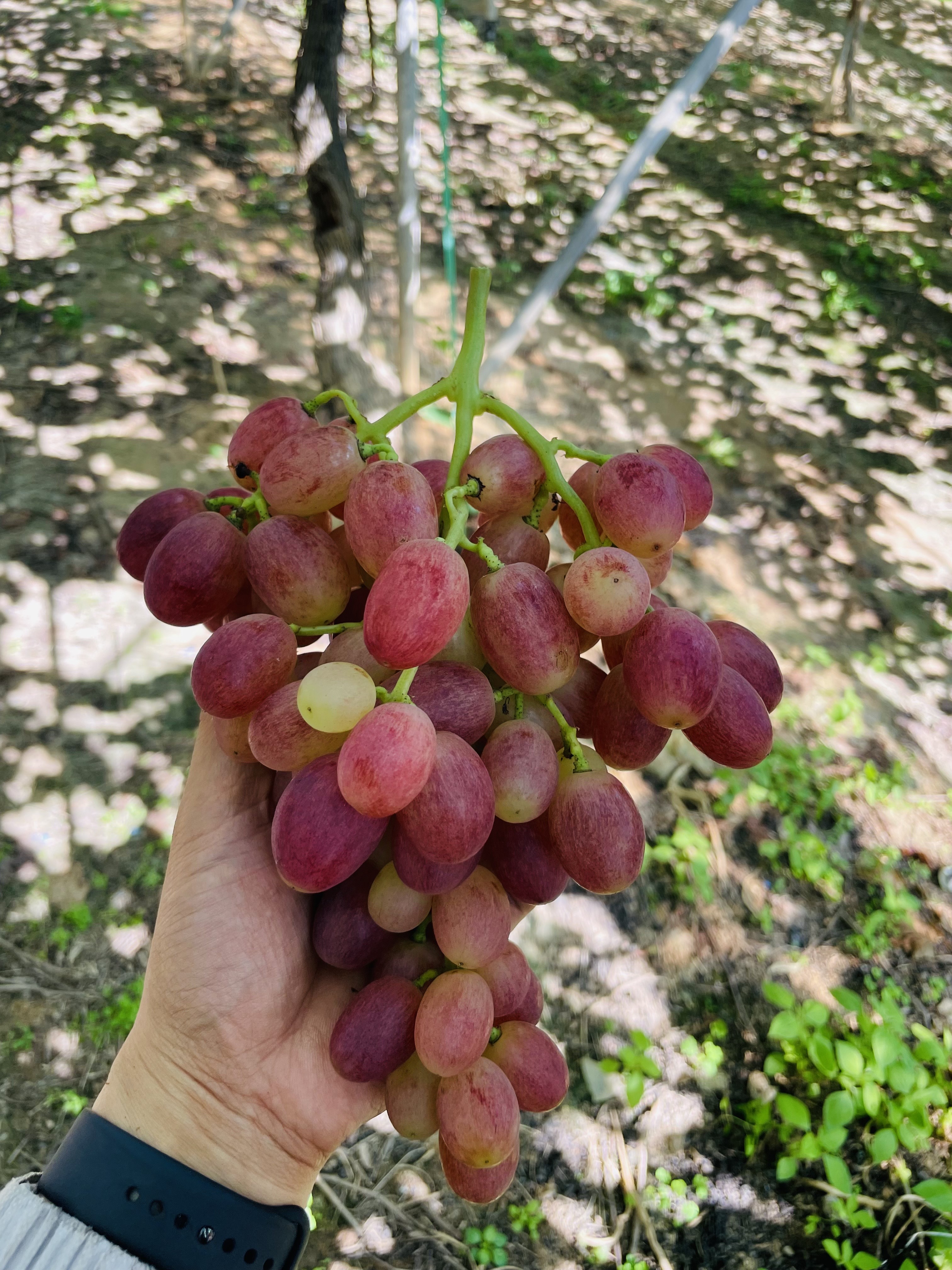 산포도원