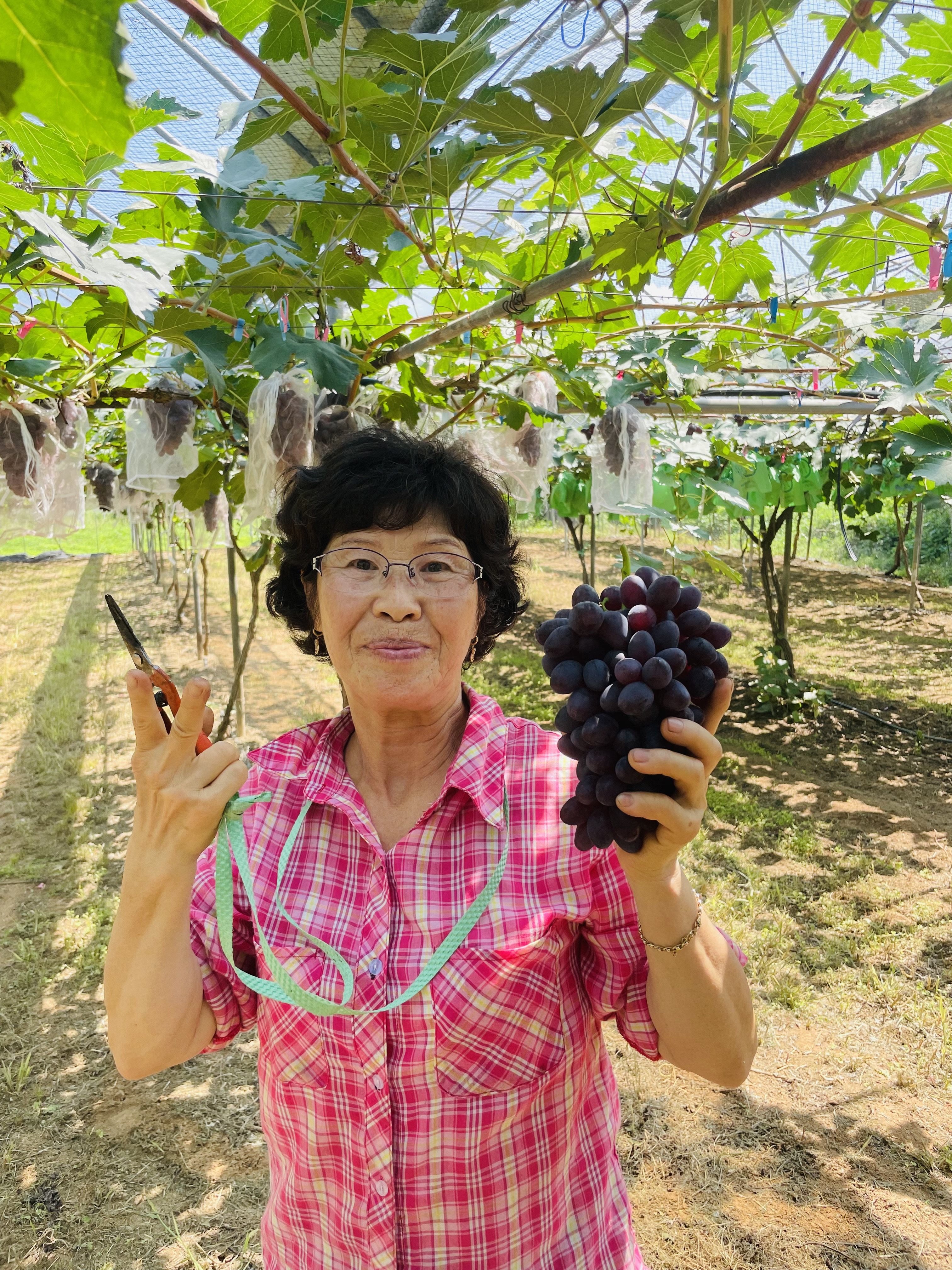 산포도원
