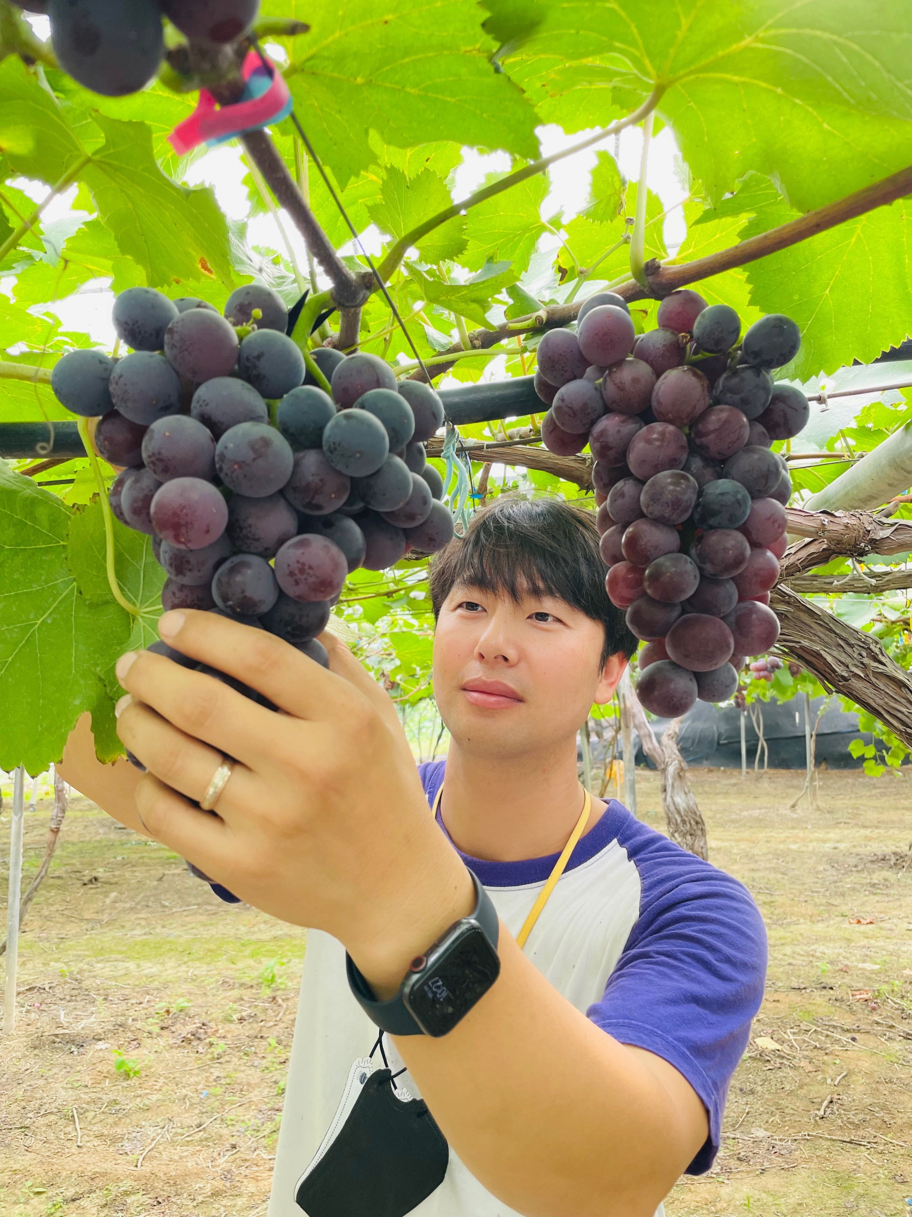 산포도원