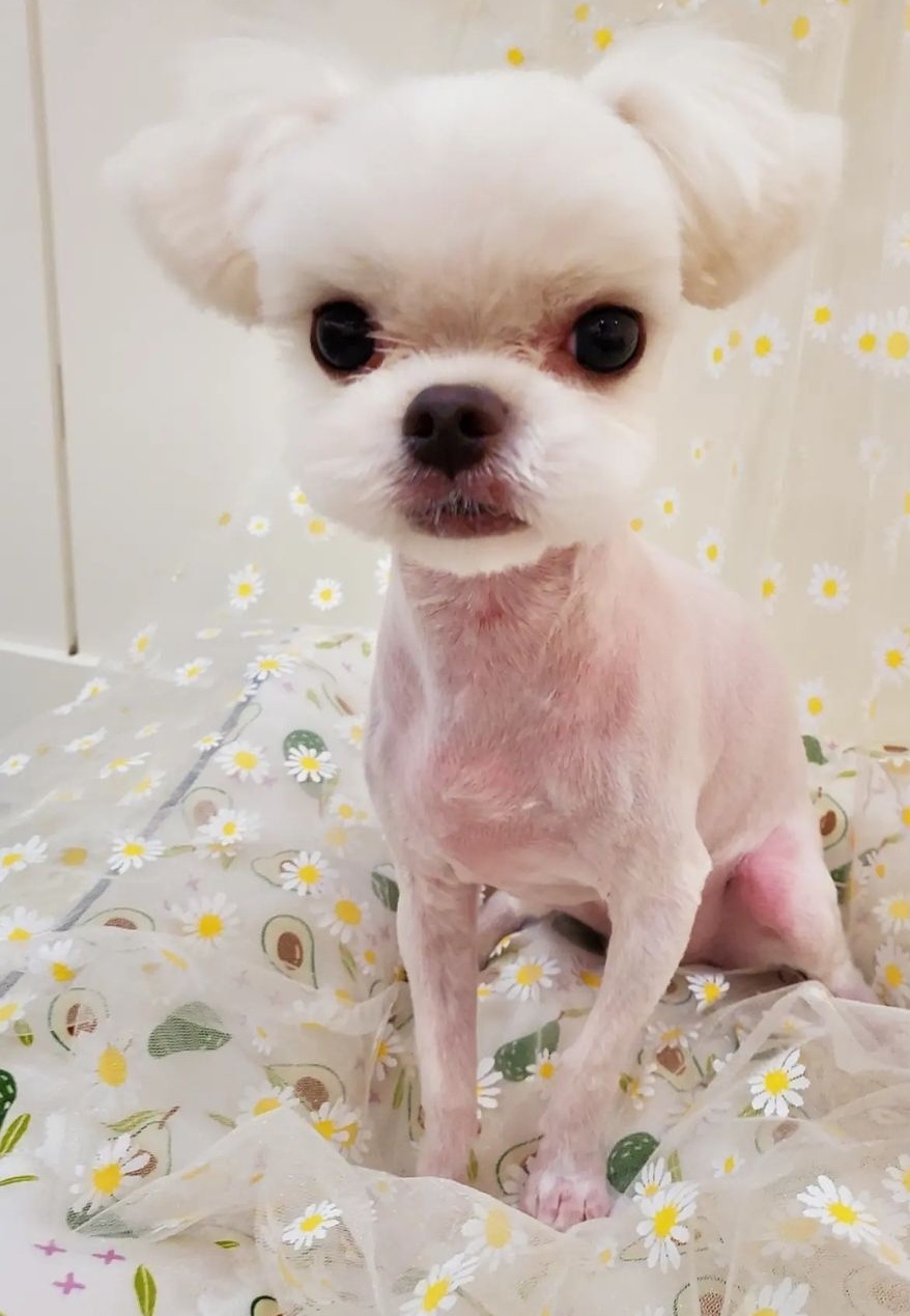 슈나우펫 대표 이미지