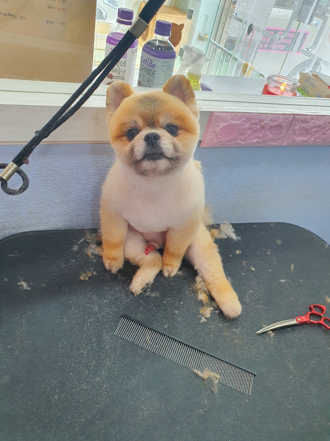 뚱이애견 대표 이미지