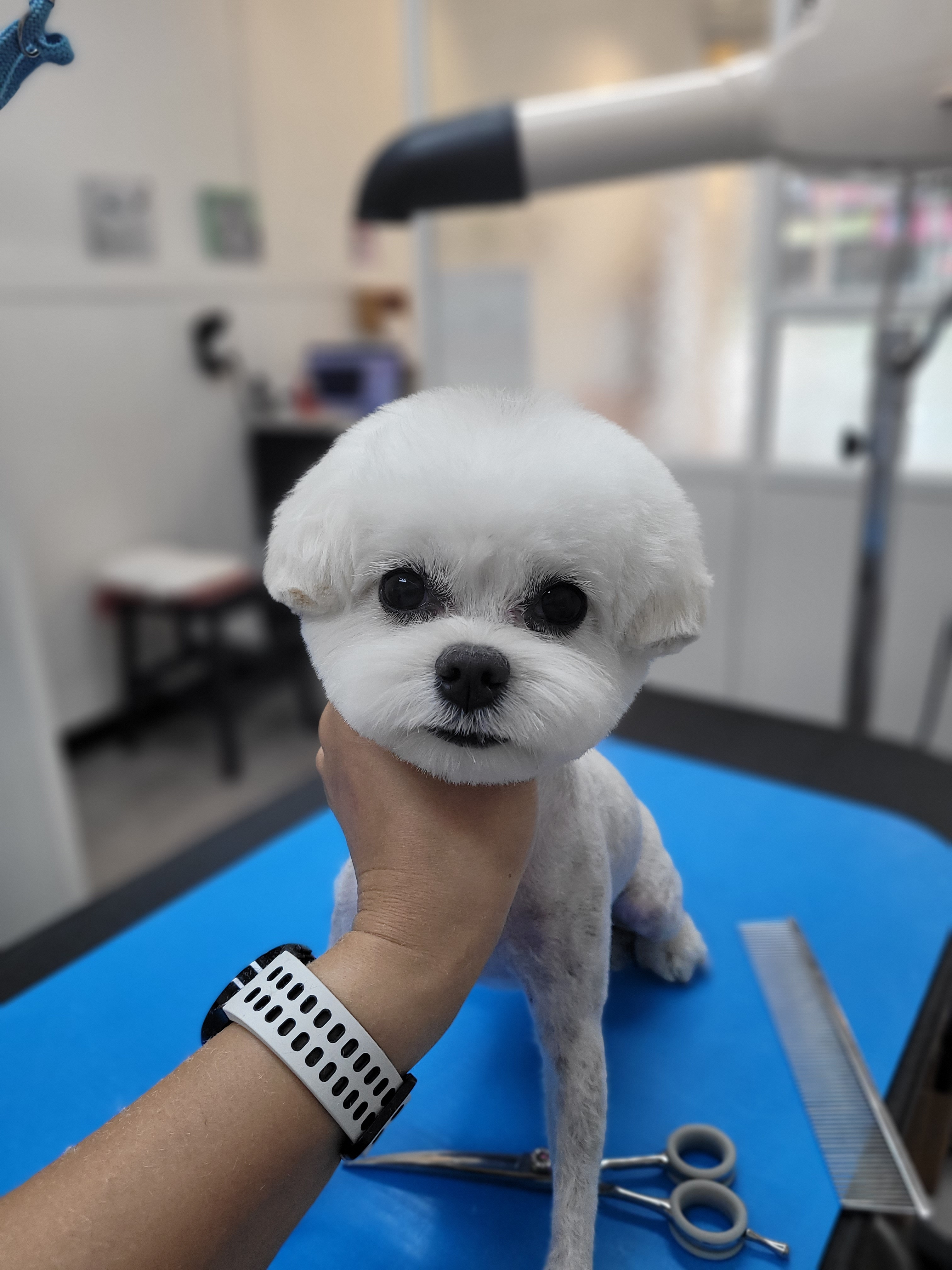 개쵸코 Pet Style 대표 이미지