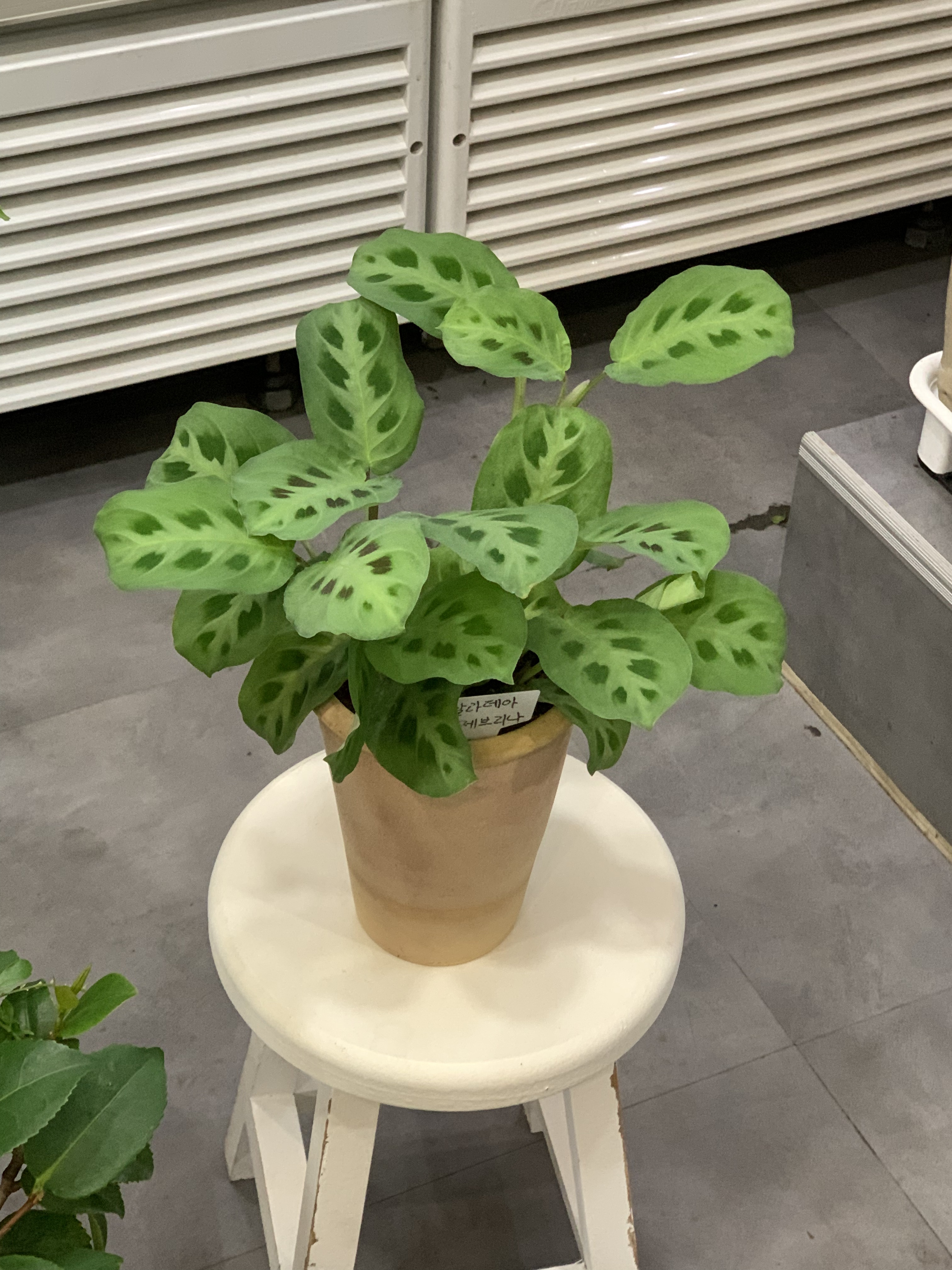 지우꽃집