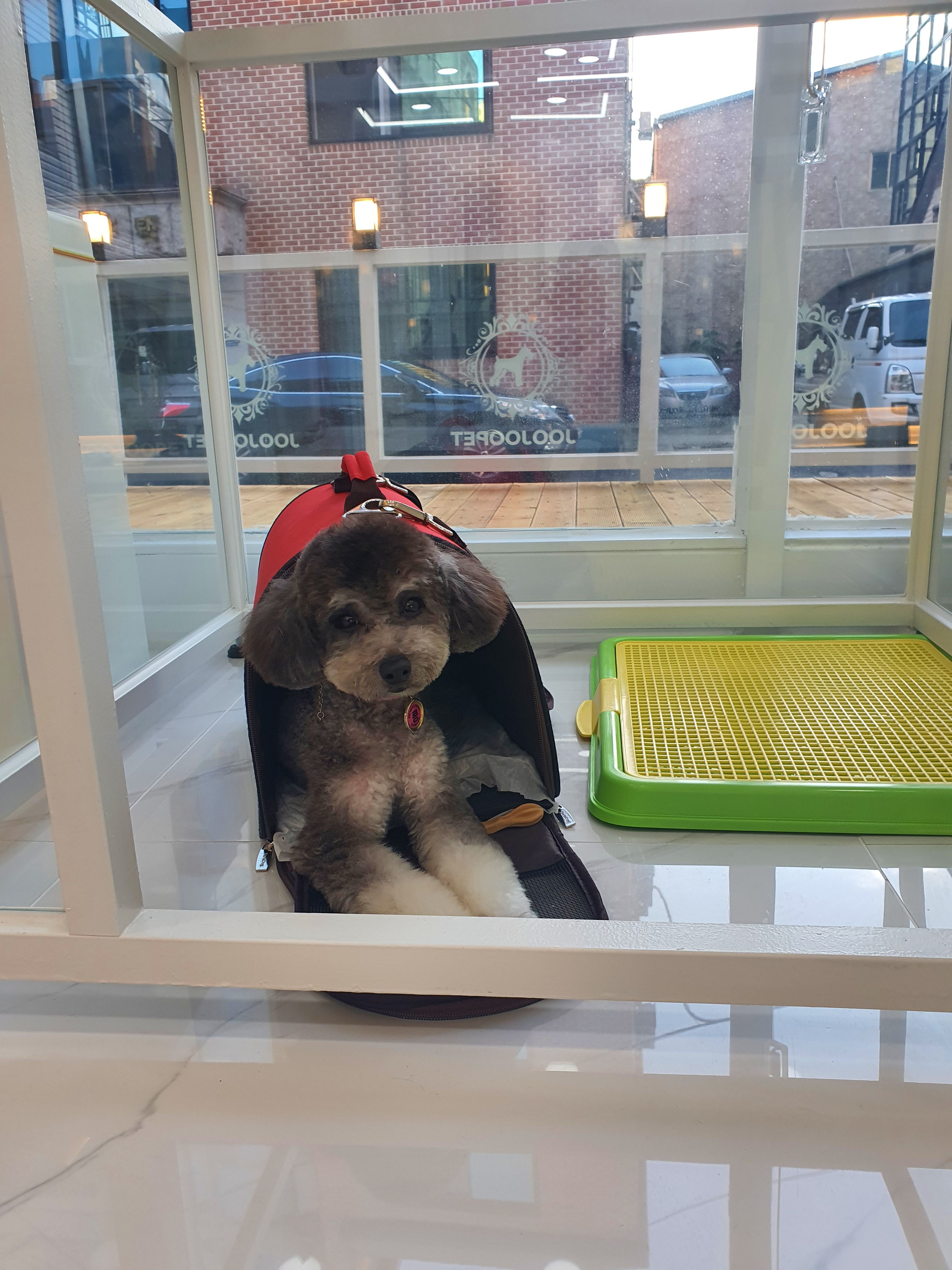 주주펫살롱