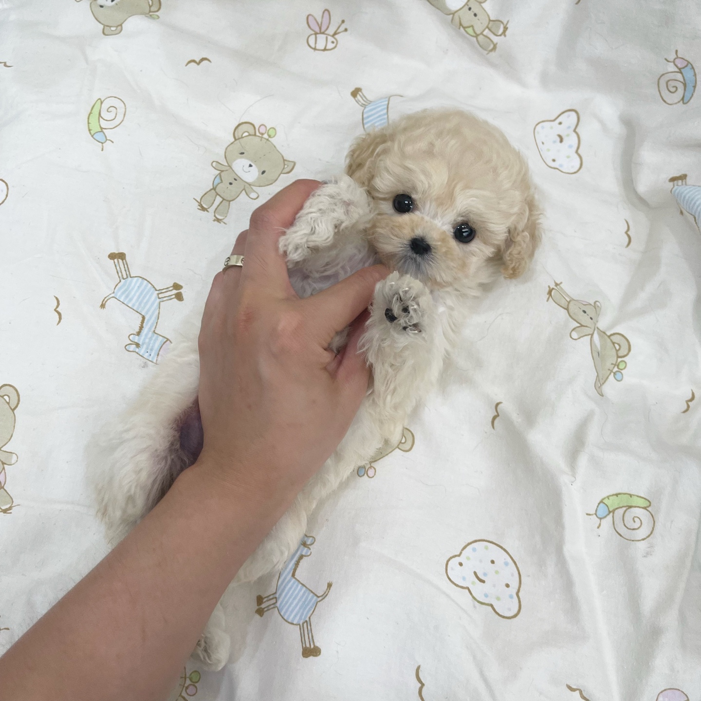 멍앤냥 강아지고양이 안양점