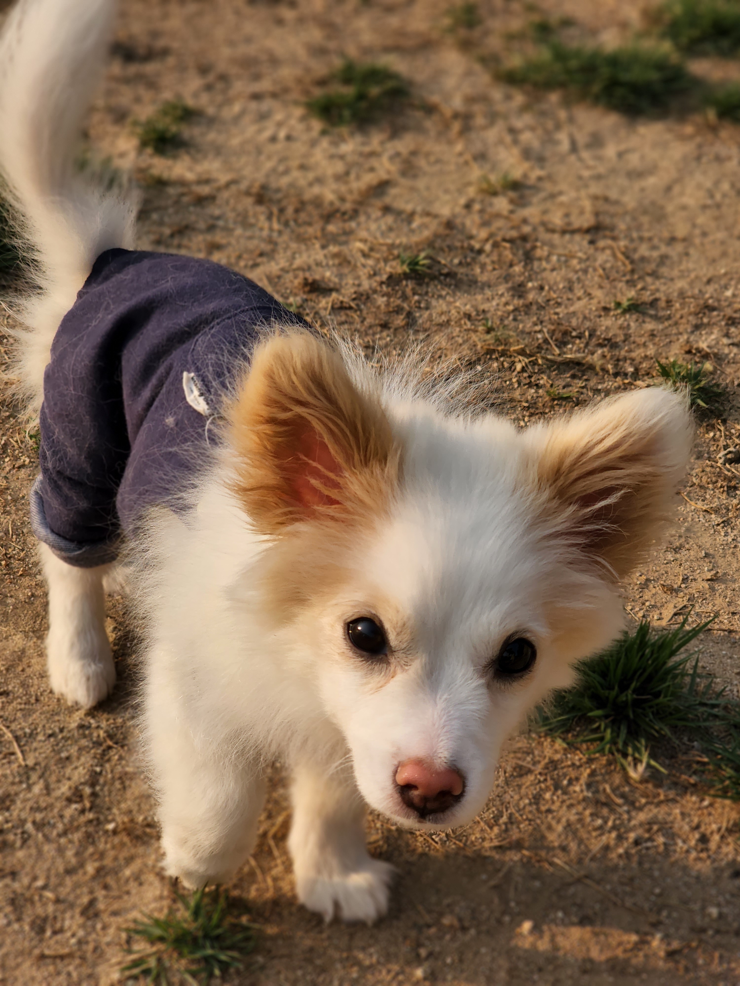 도그플레이스 천연 잔디 운동장 이미지