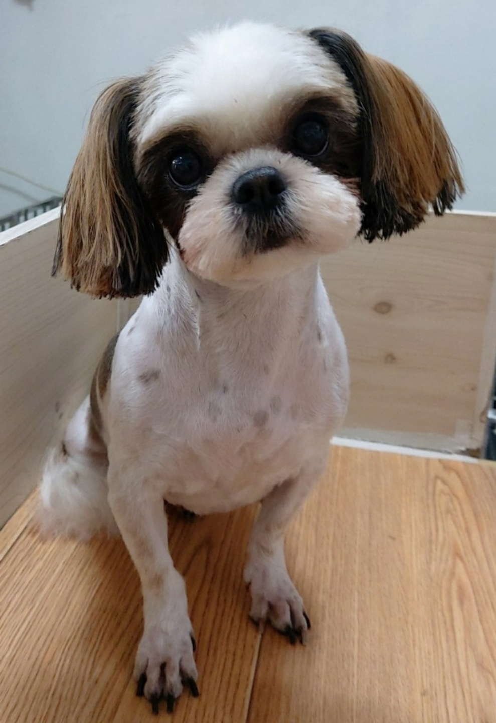 미모아애견 대표 이미지