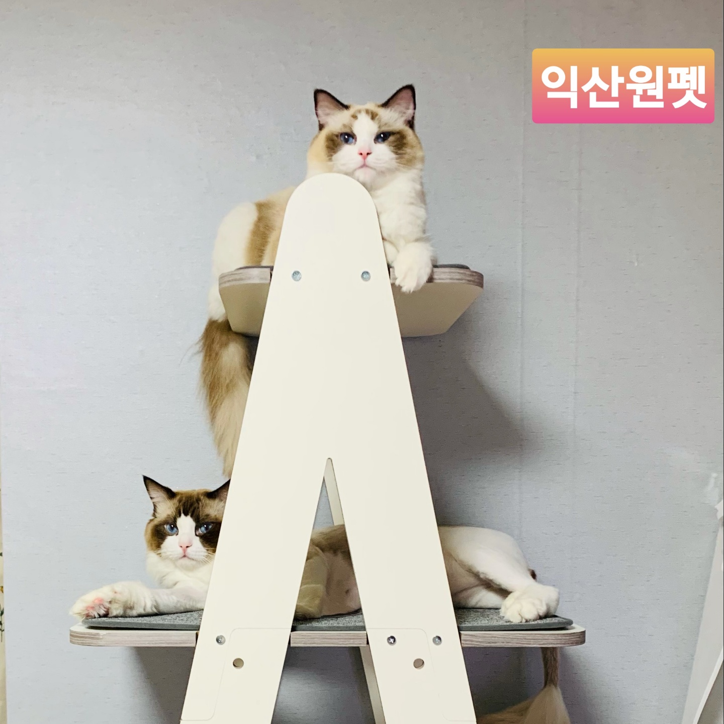 익산원펫