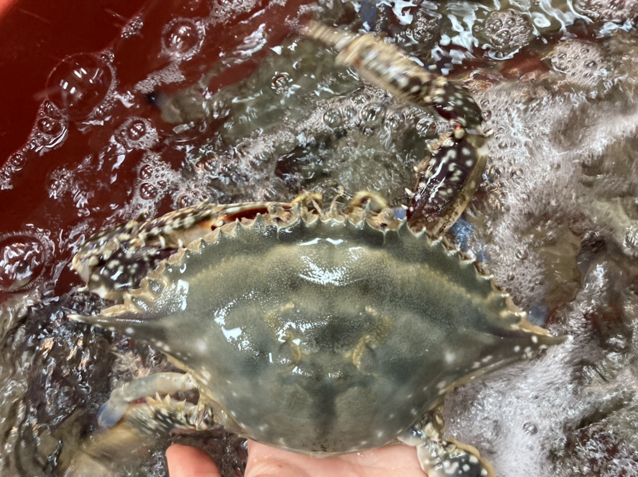 봉성호