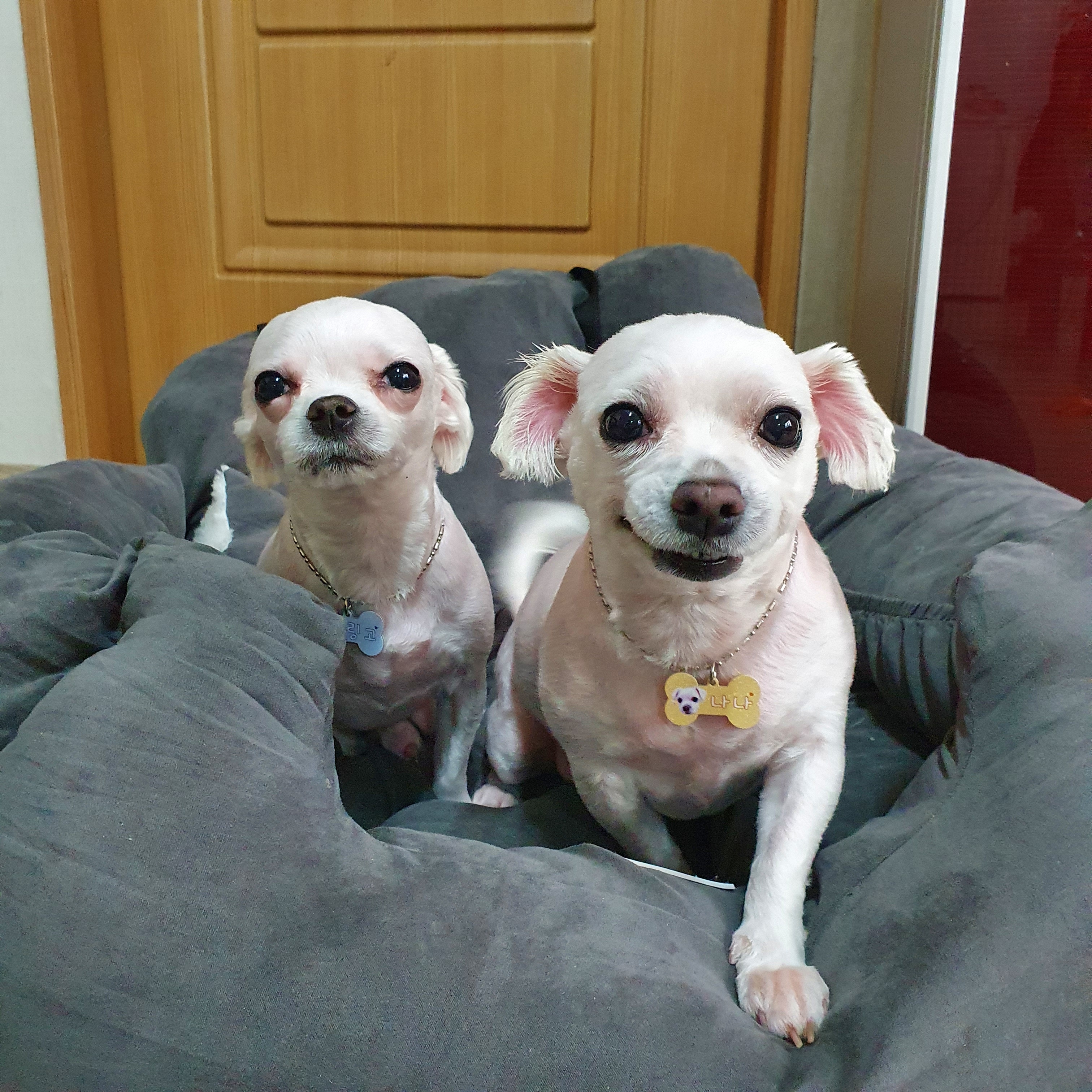 칸이누나네 펫시터 대표 이미지