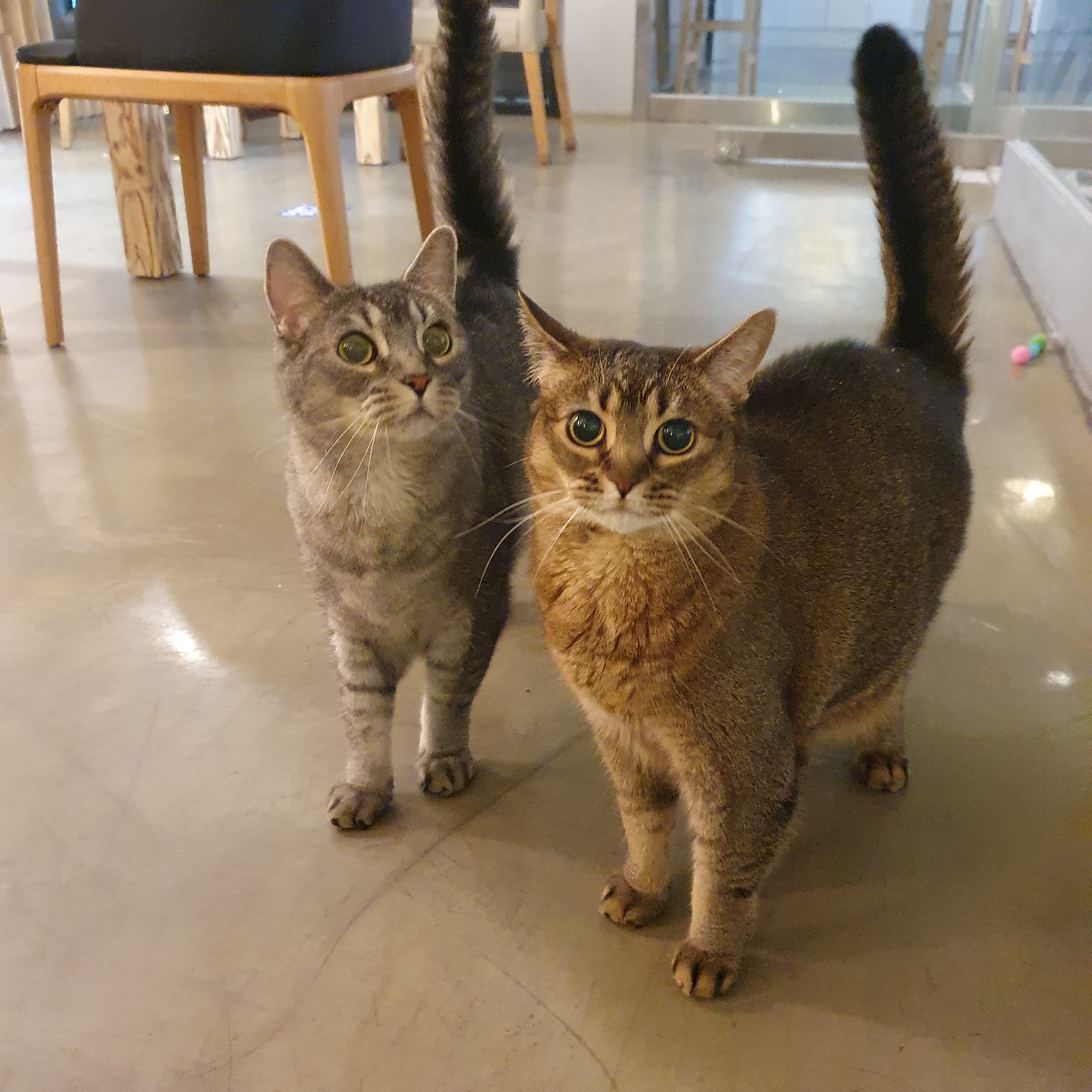 칸이누나네 펫시터 대표 이미지