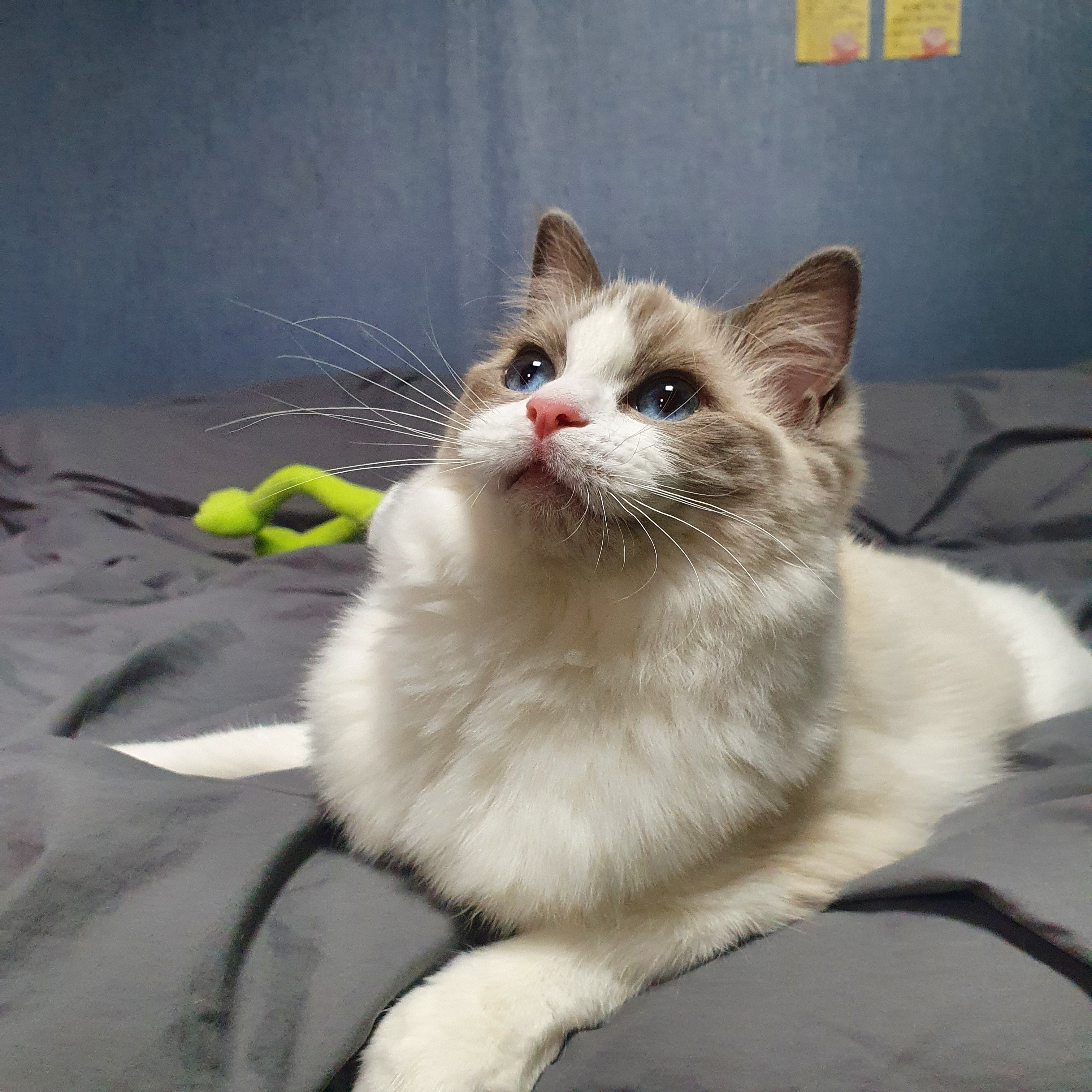 칸이누나네 펫시터 대표 이미지