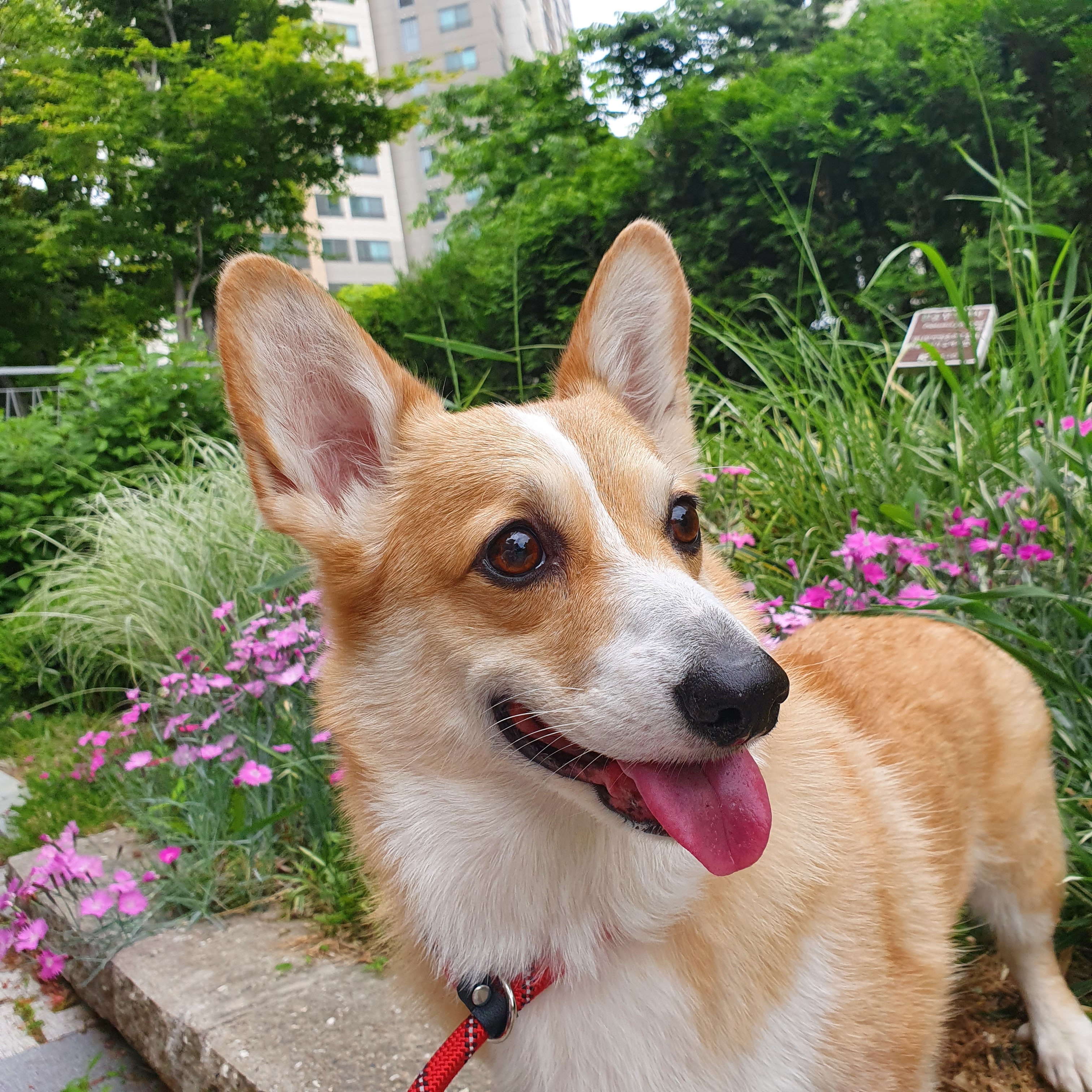 칸이누나네 펫시터 대표 이미지