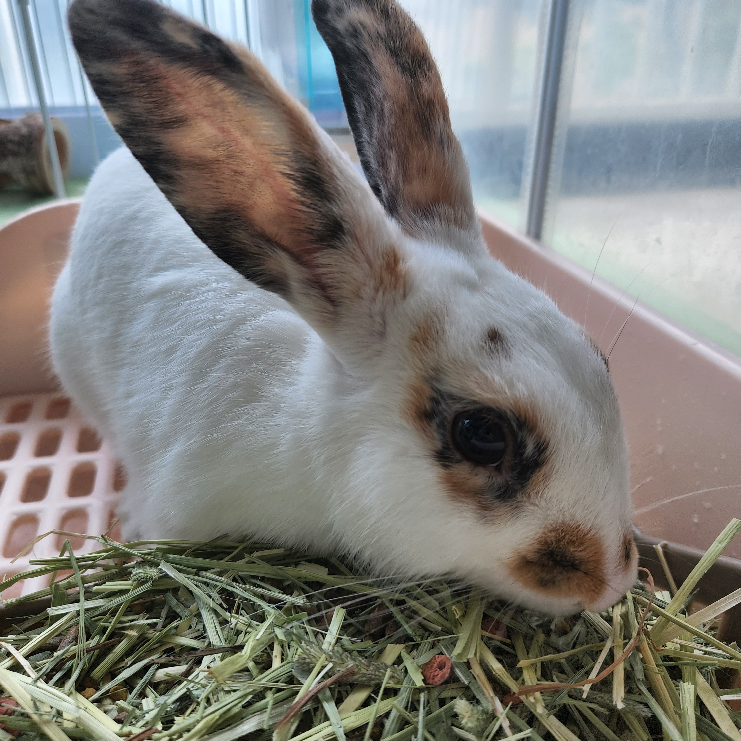 칸이누나네 대표 이미지