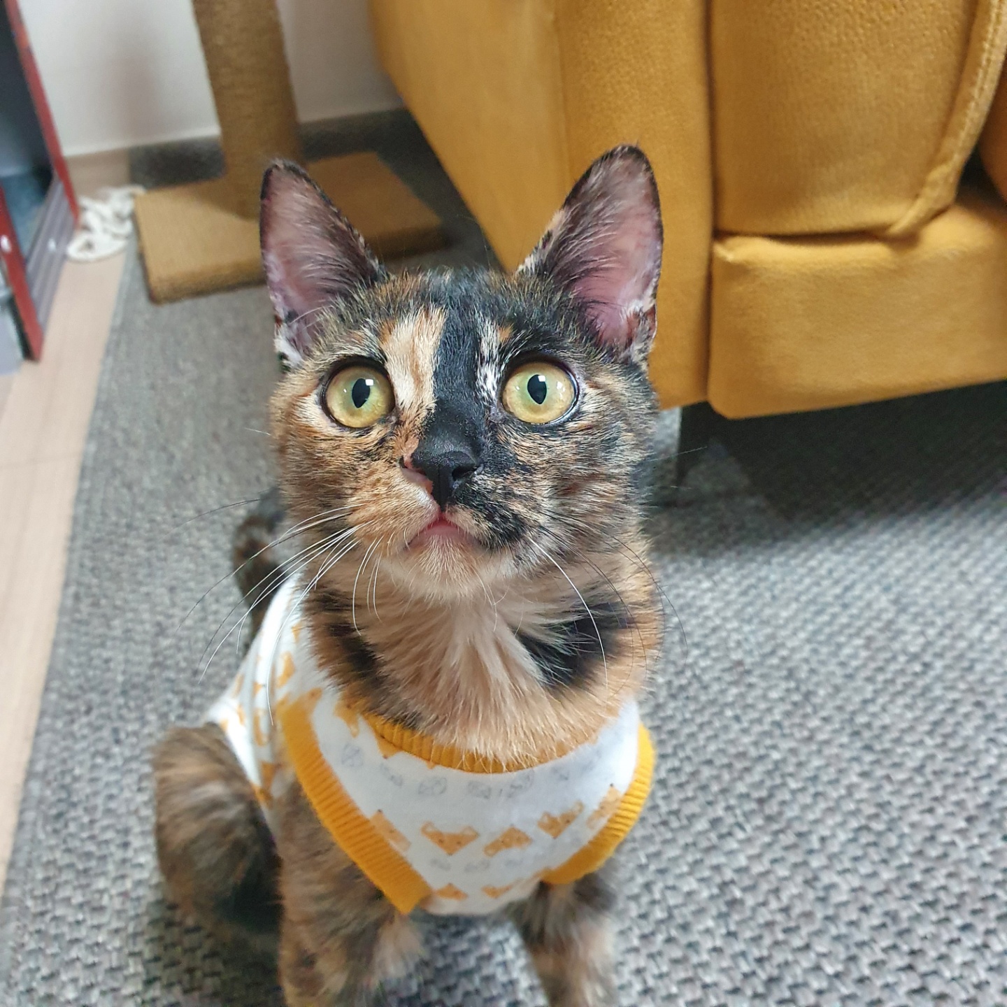 칸이누나네 펫시터 대표 이미지