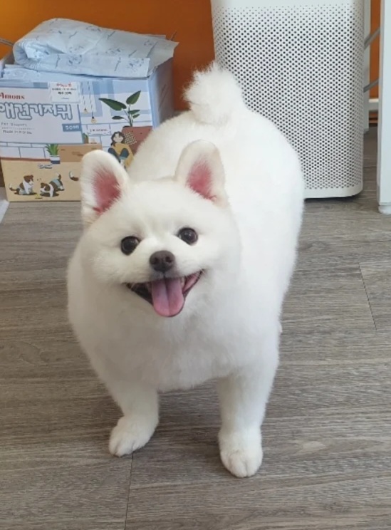 온리펫살롱 대표 이미지