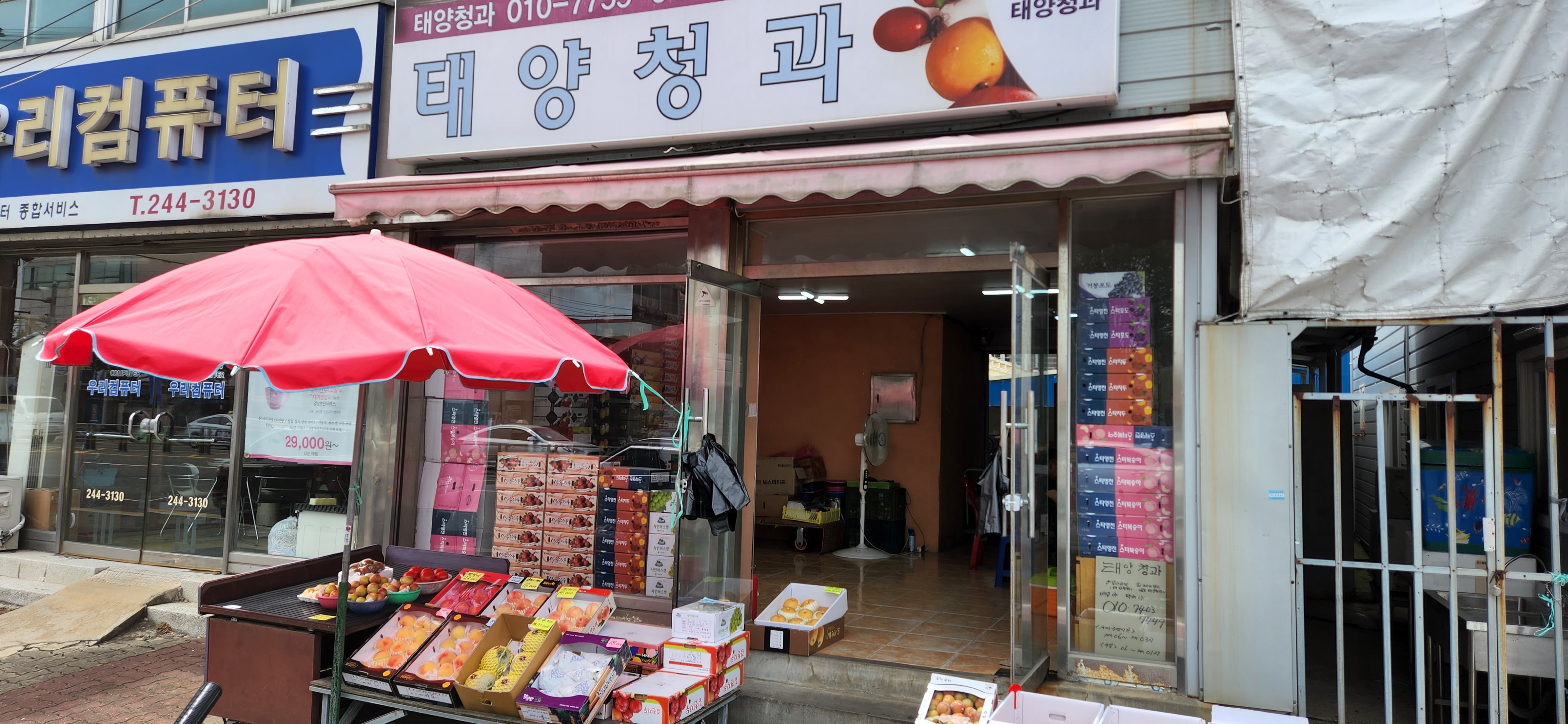 태양청과