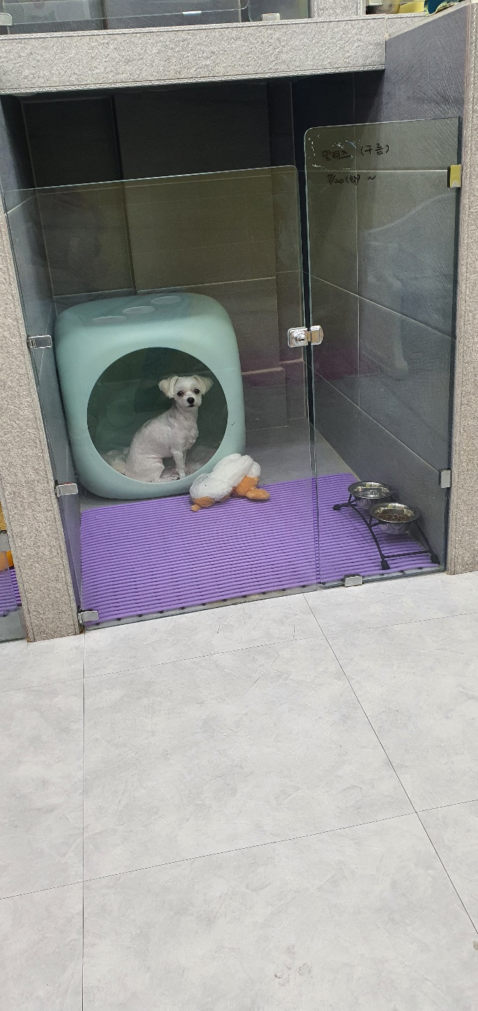 마이펫 대표 이미지