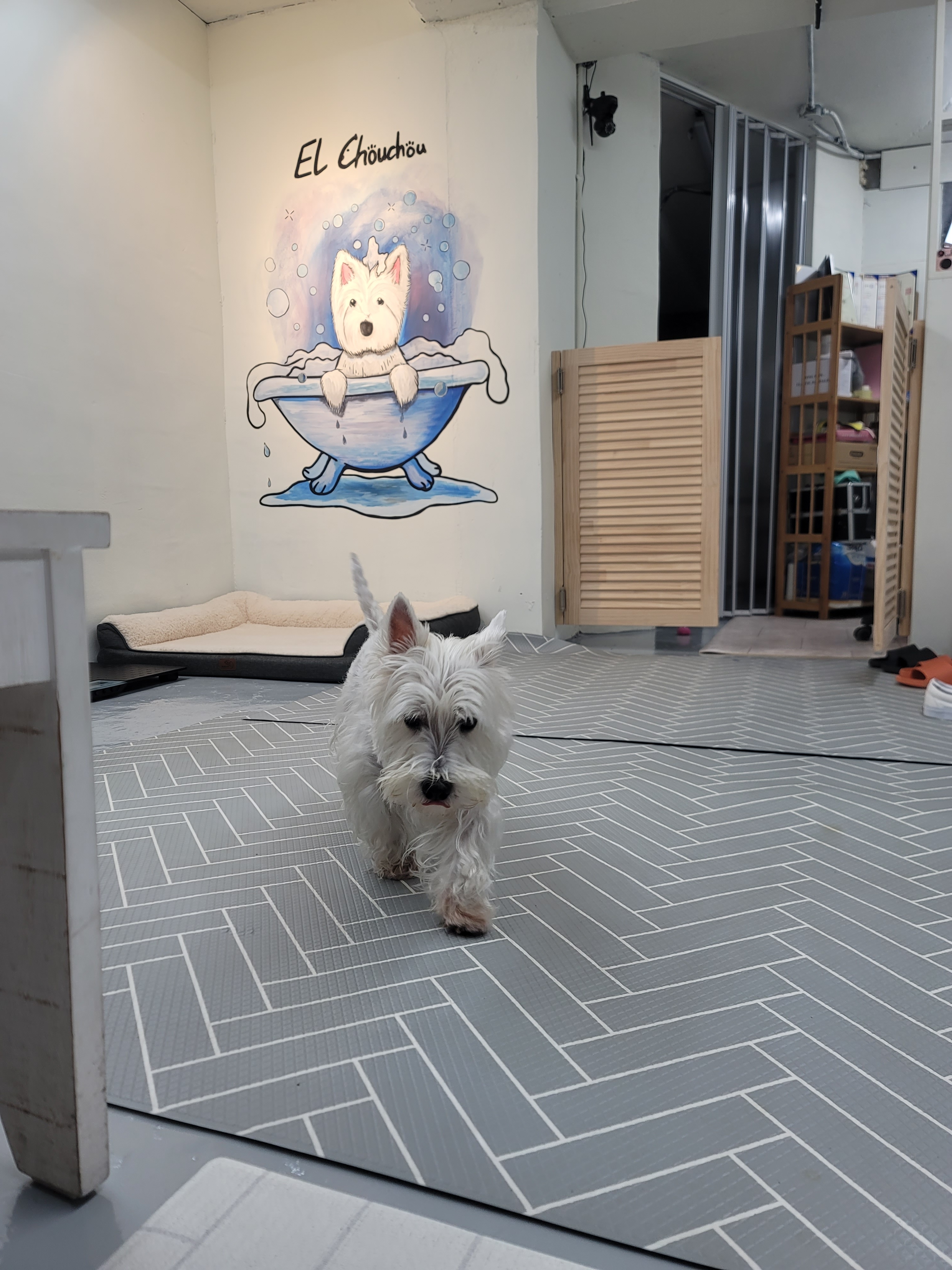 엘슈슈 대표 이미지