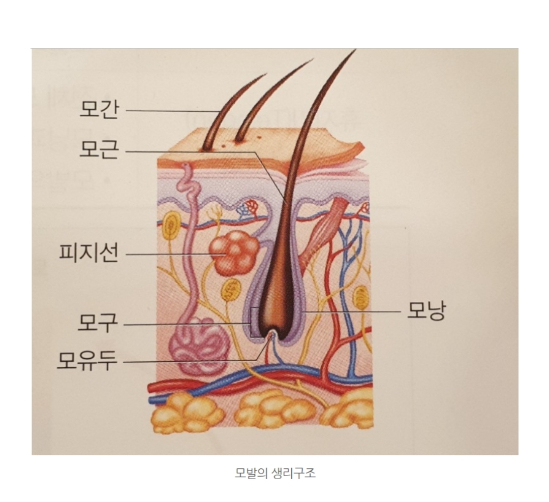 더 채움뷰티 대표 이미지