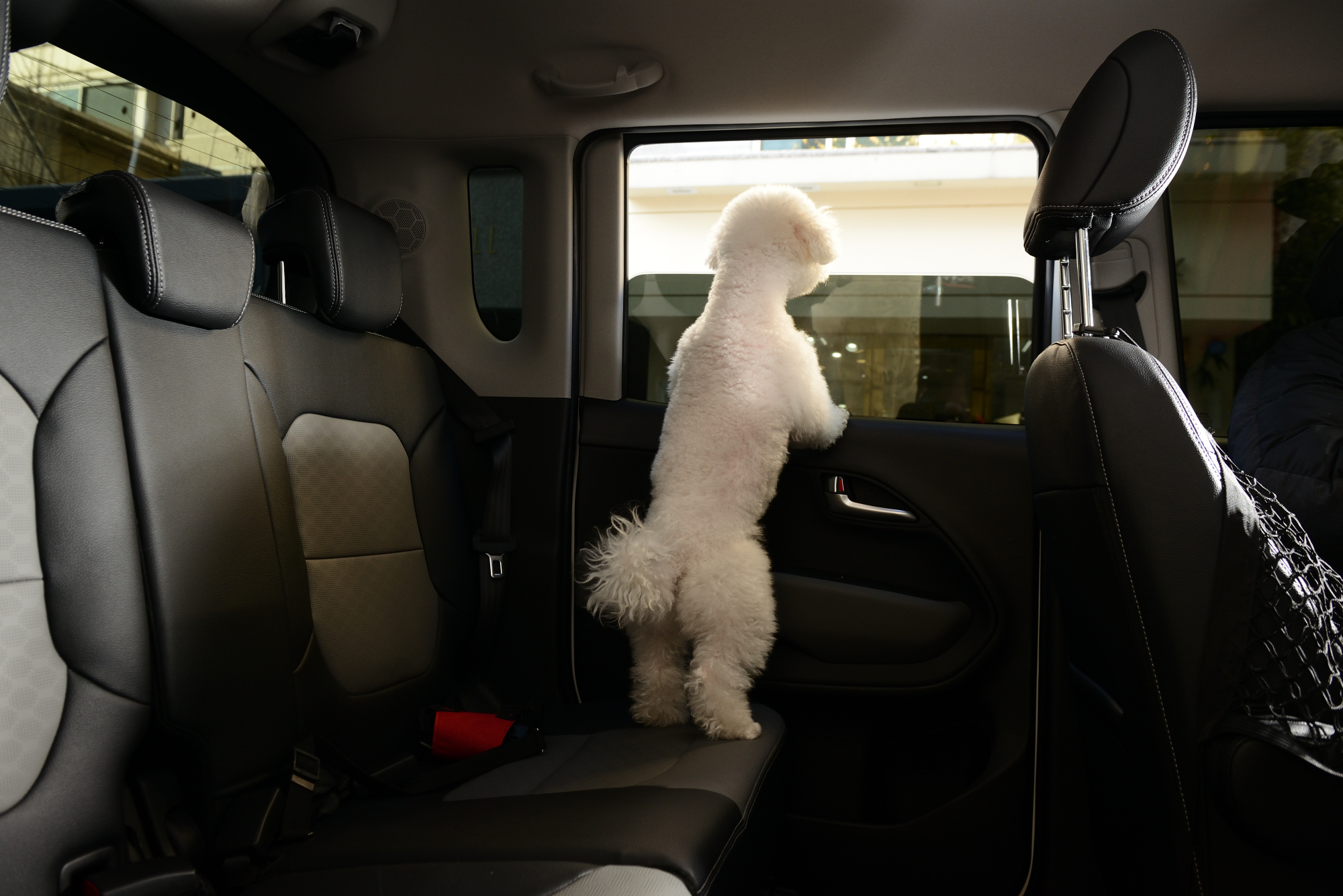 펫글 대표 이미지