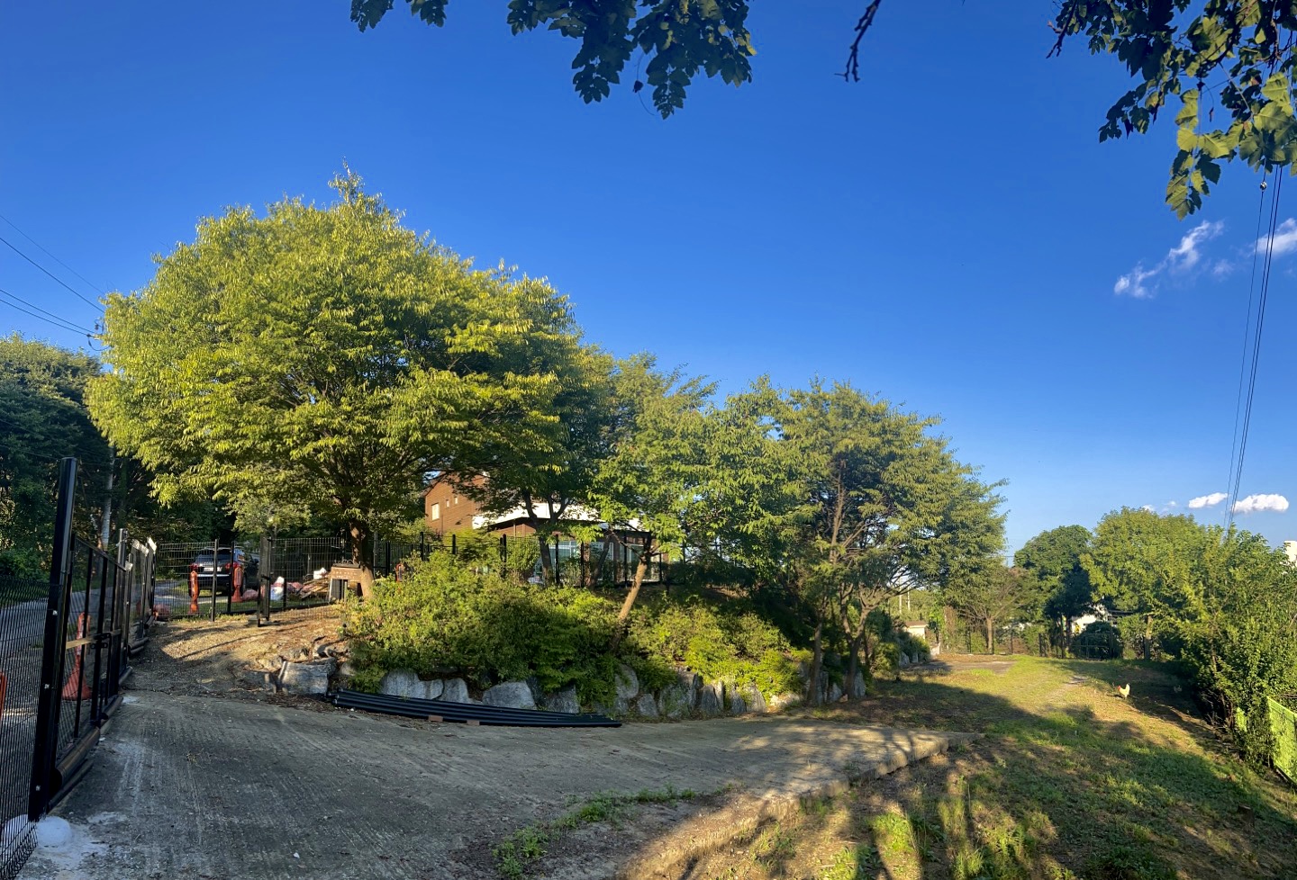 댄싱도그 중형견 대형견 애견 호텔 유치원 대표 이미지