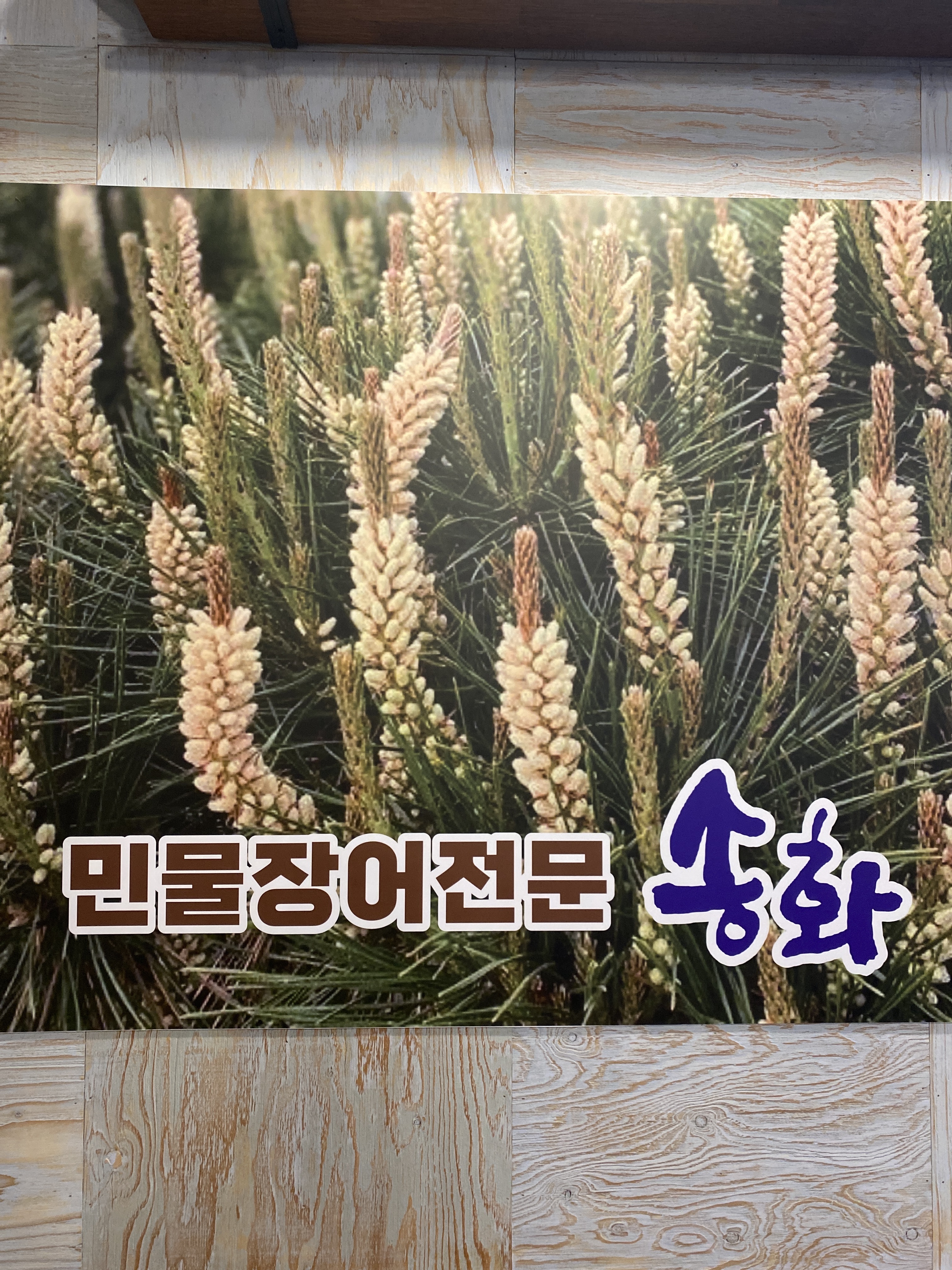 송화